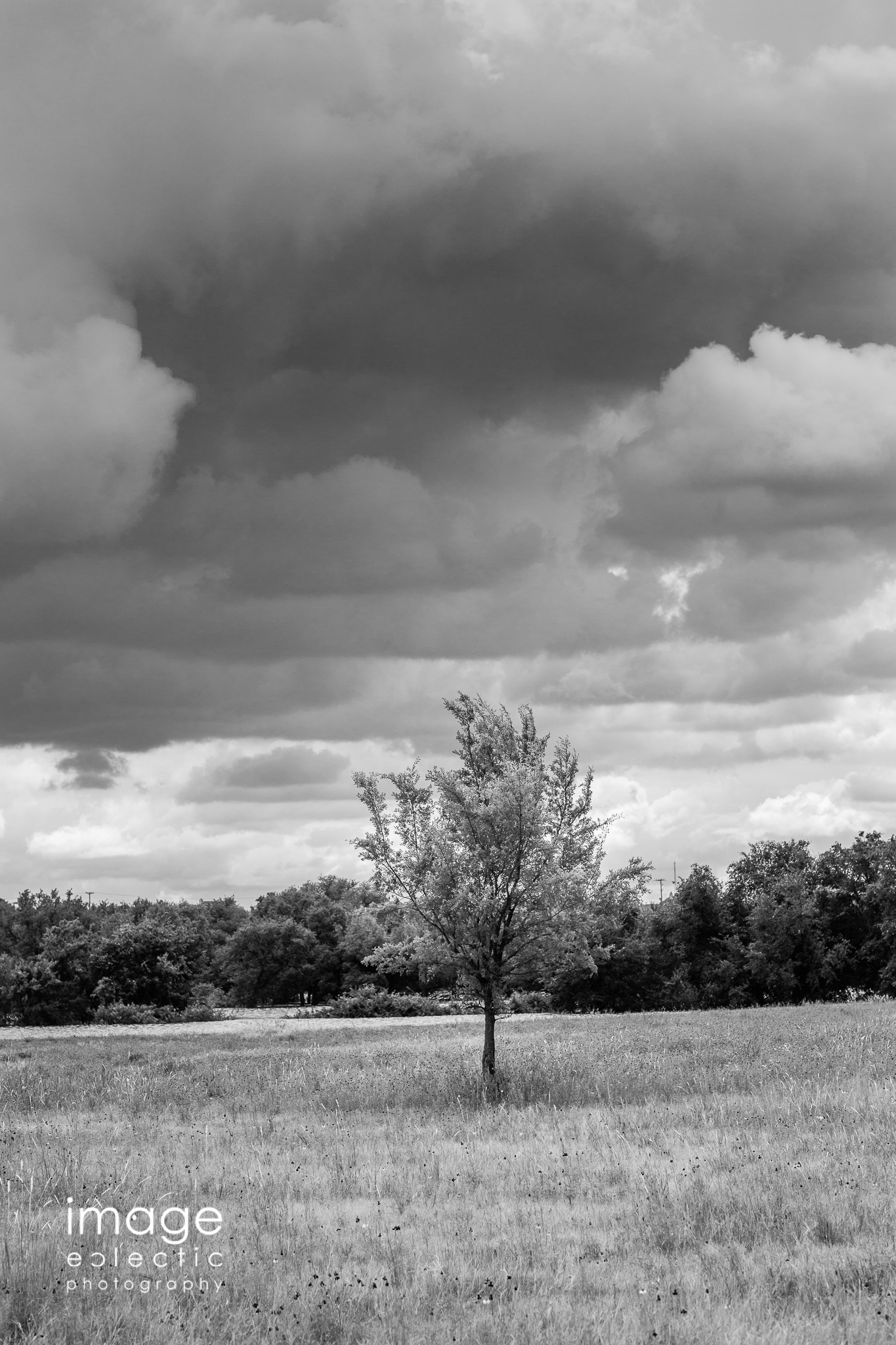 The Lonely Tree