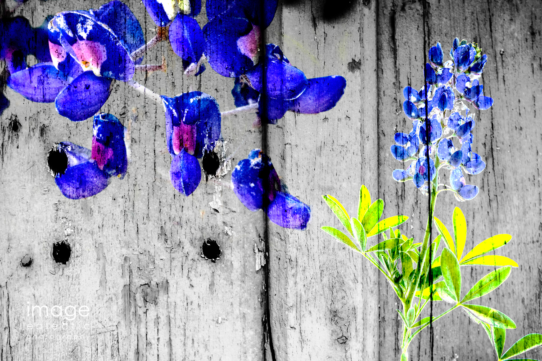 Bluebonnets on the Wall