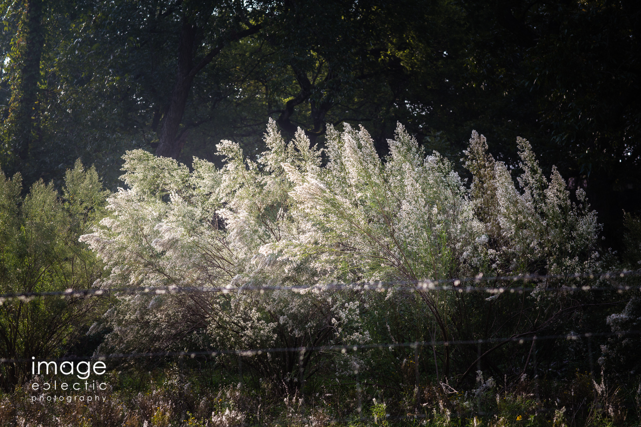 Seeds in the Sun