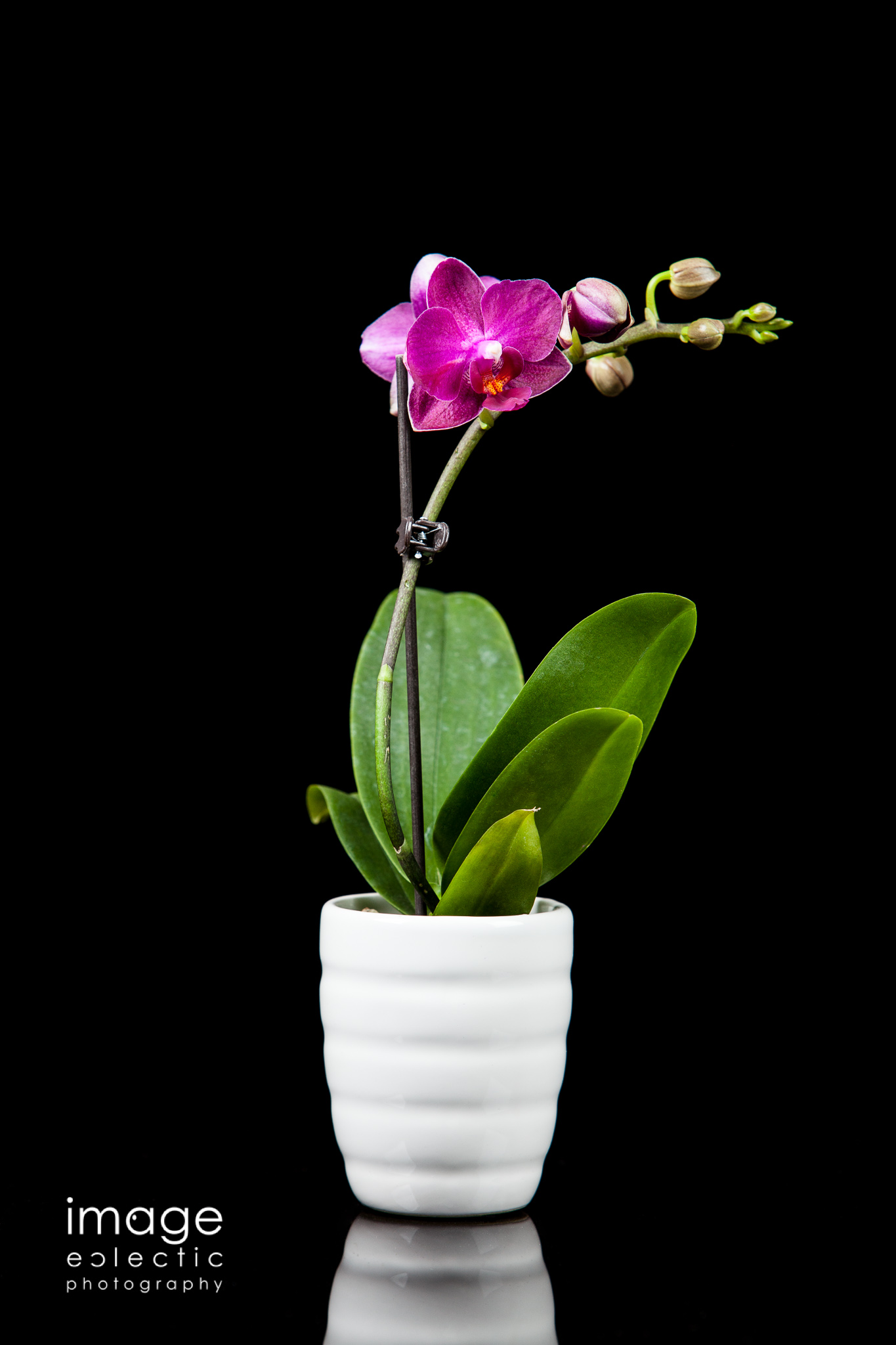 Orchid in a Cup