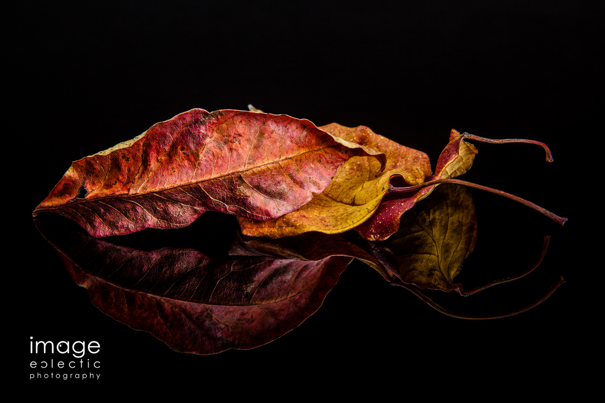 Reflections of Fall