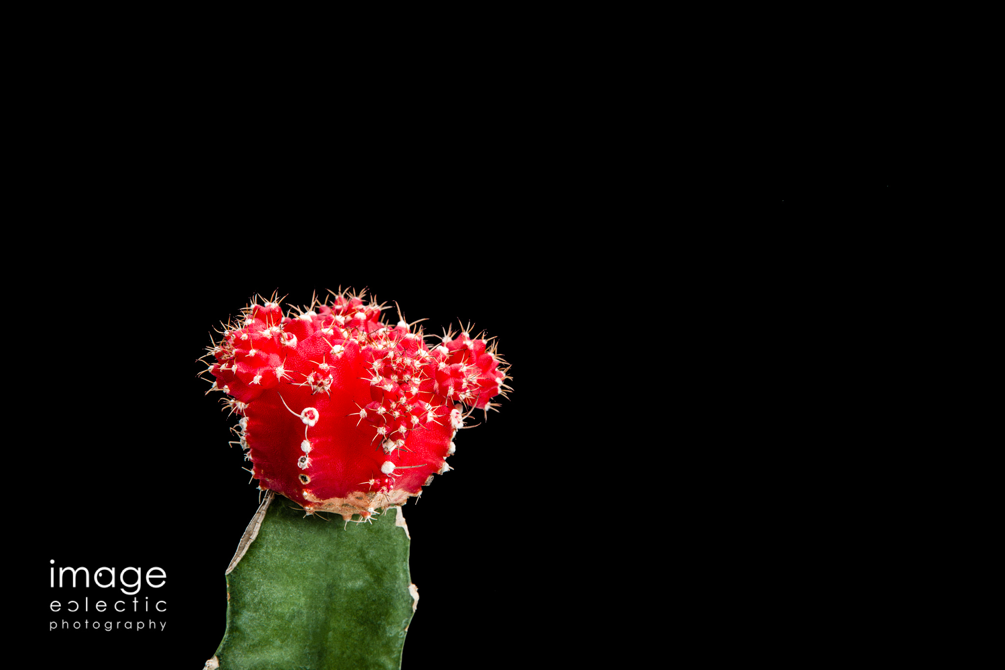 Prickly & Red