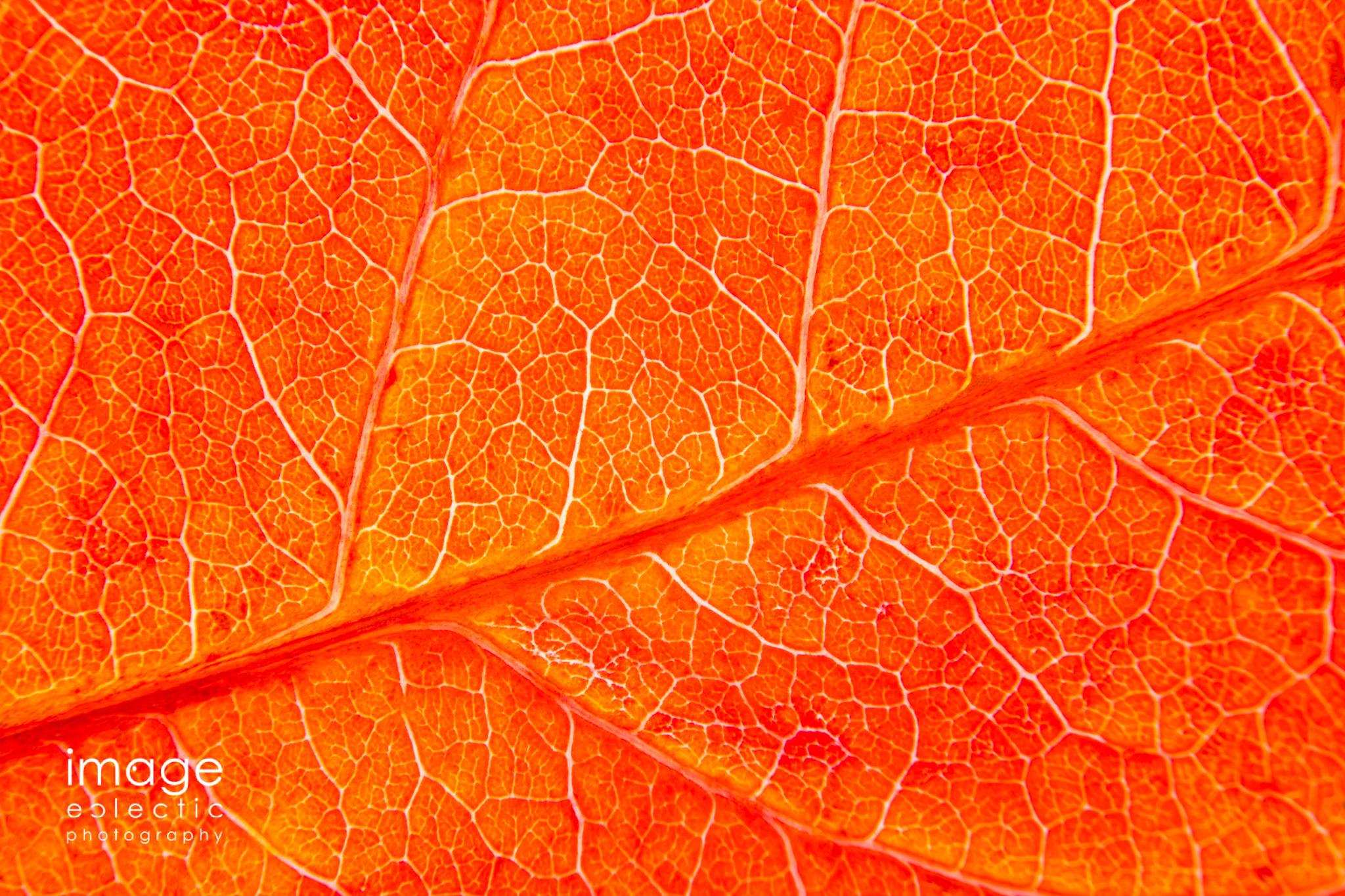 Life Lines