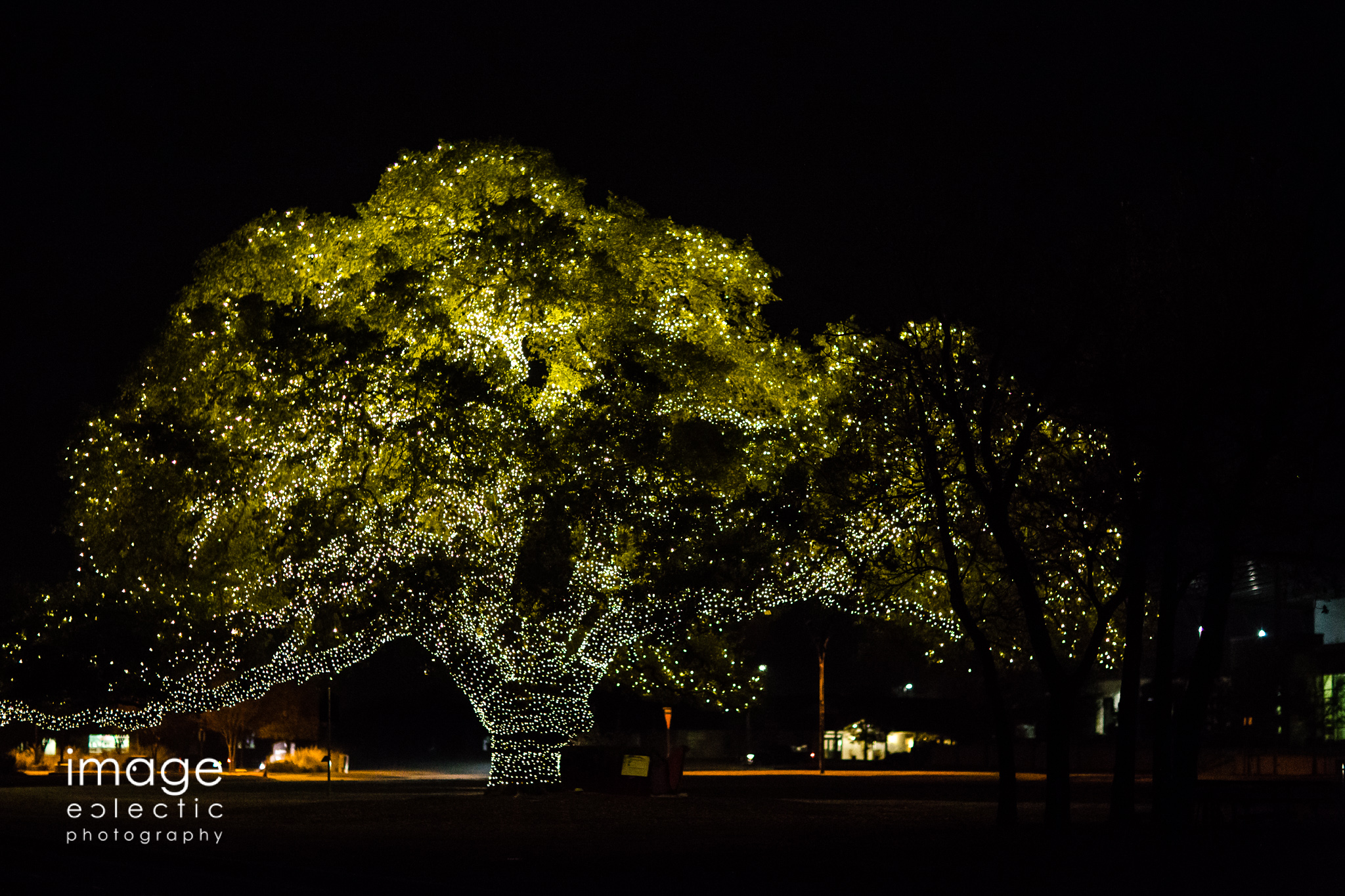 Town Tree