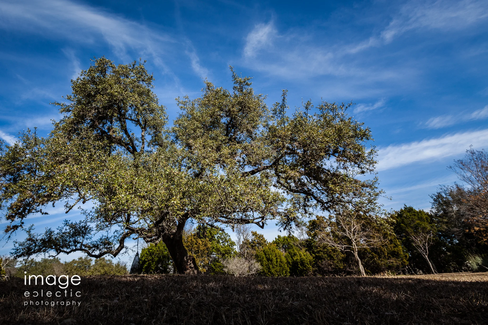 Backyard Oak