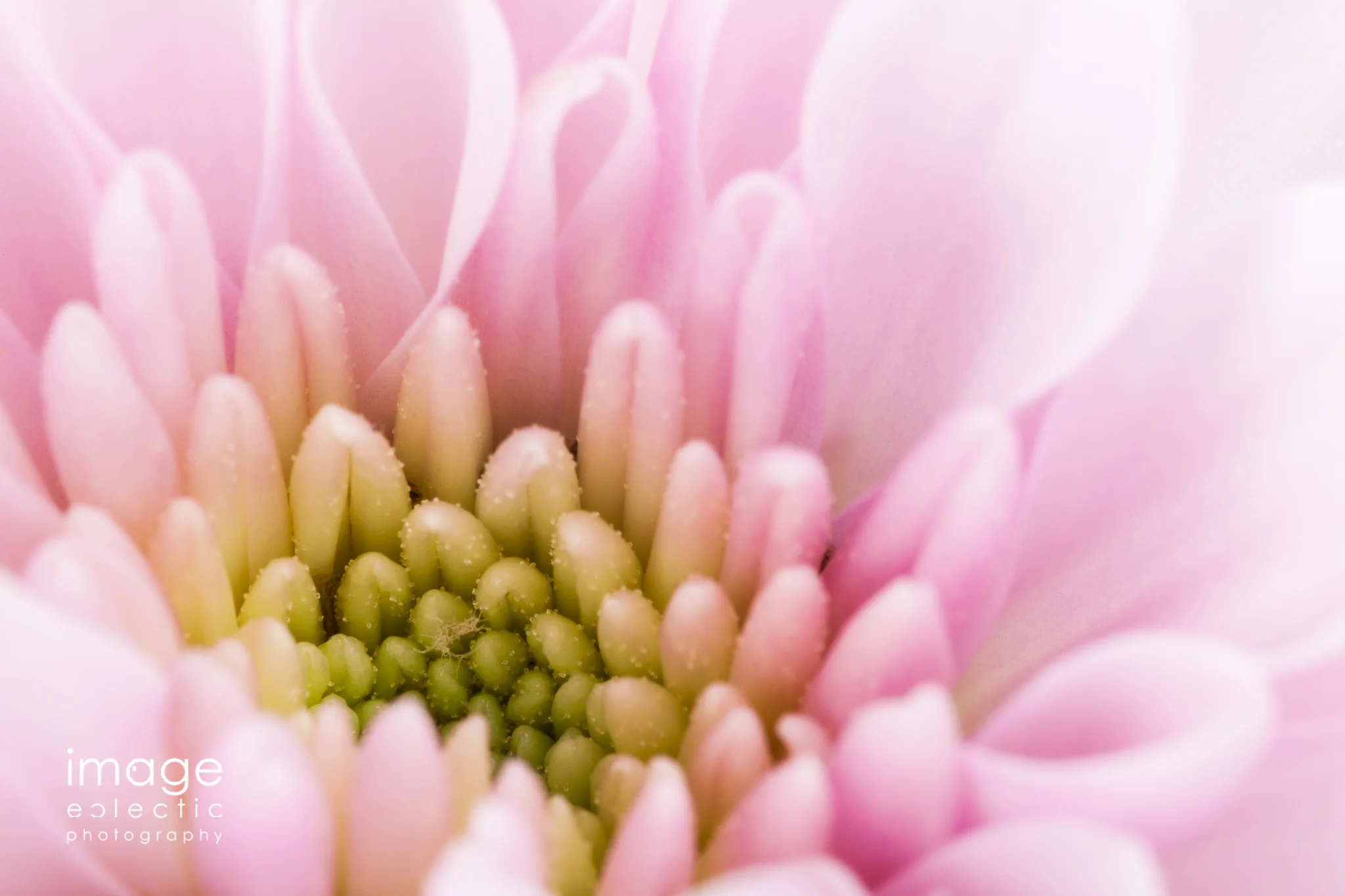 Pink Beauty