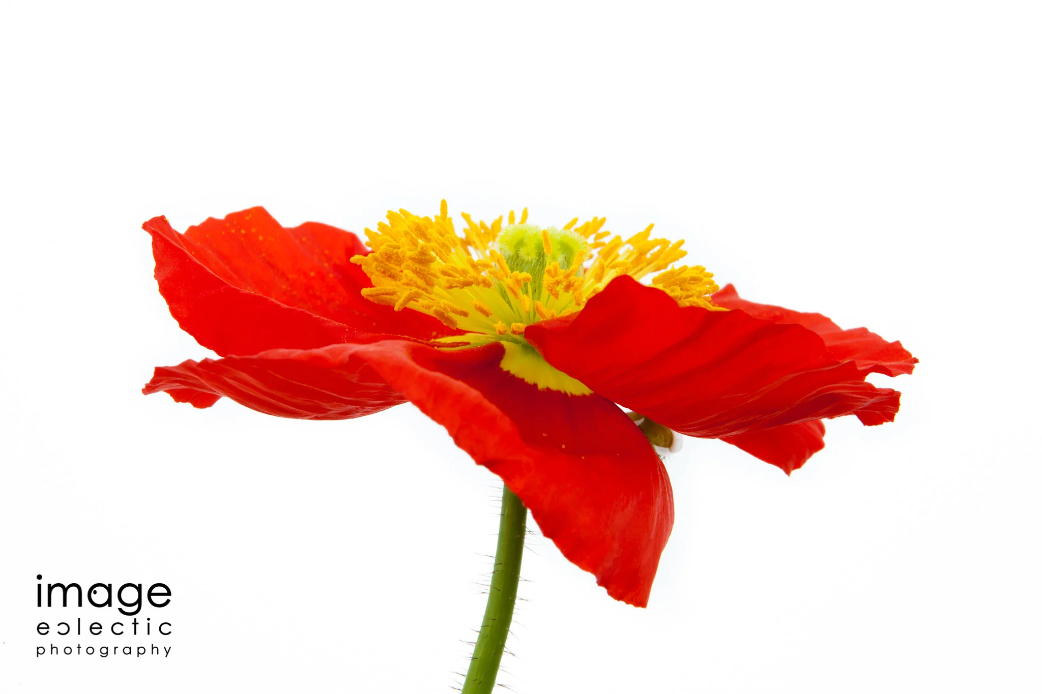 Winter Poppy