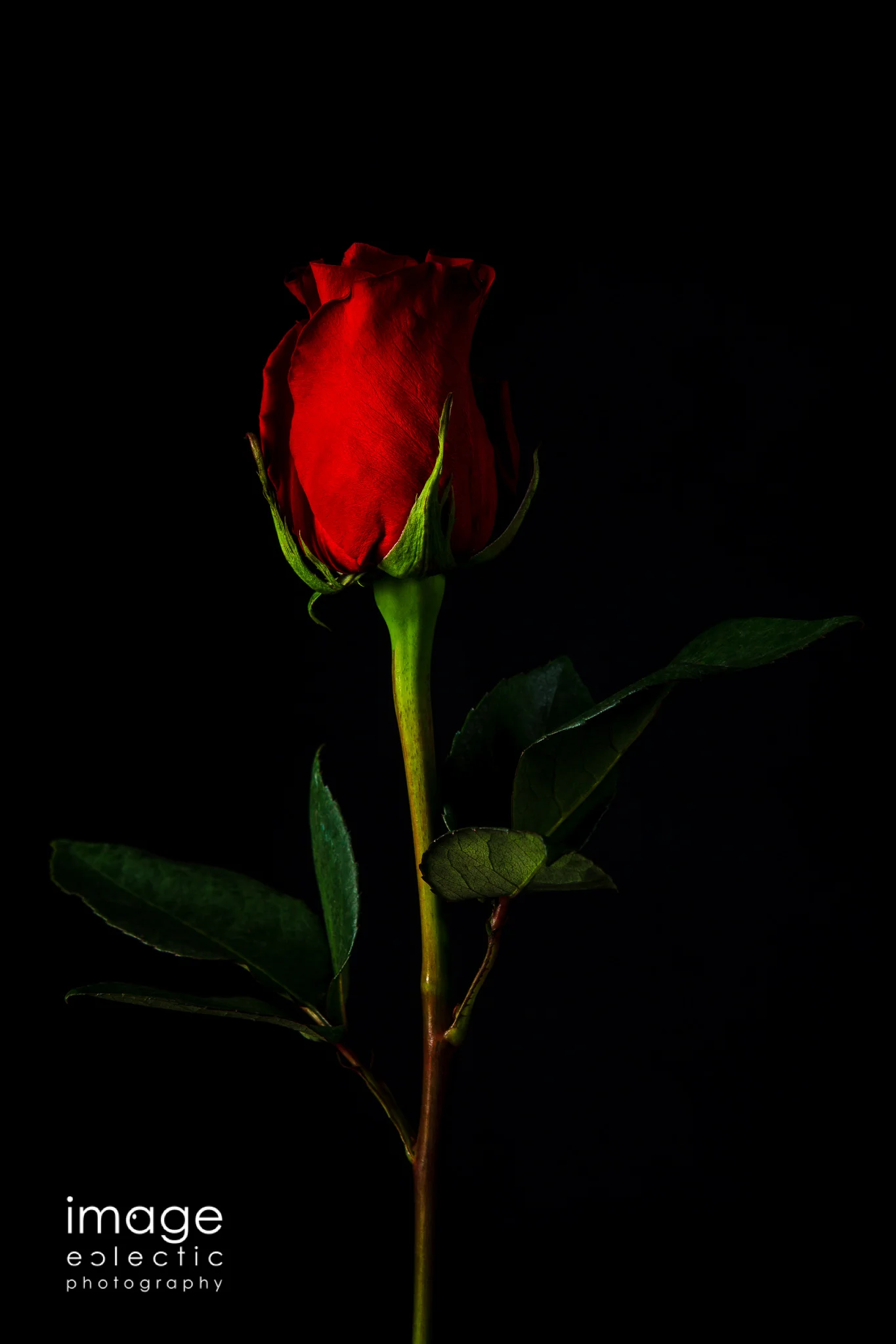 $1,000,000 Rose?
