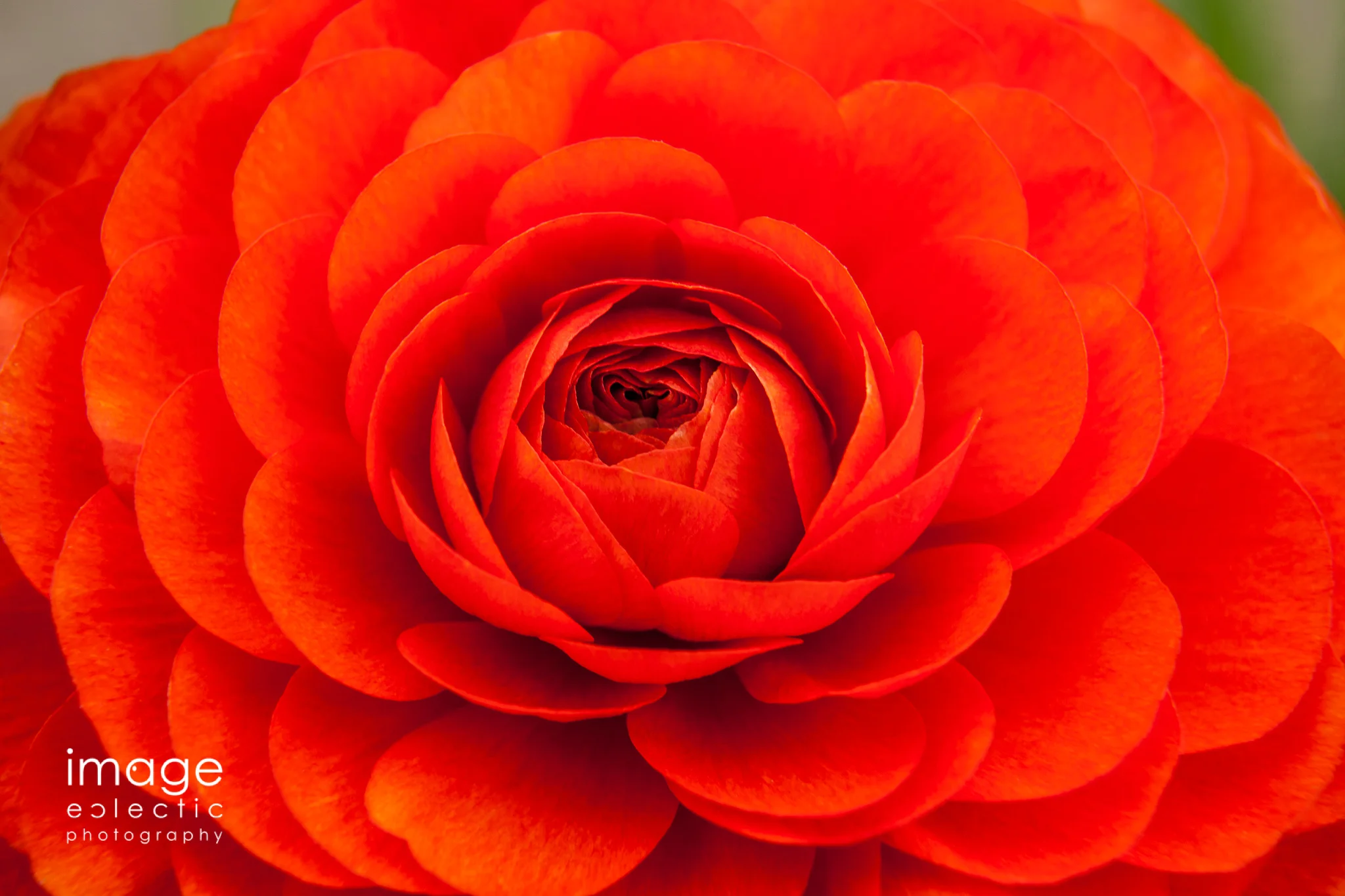 Petals