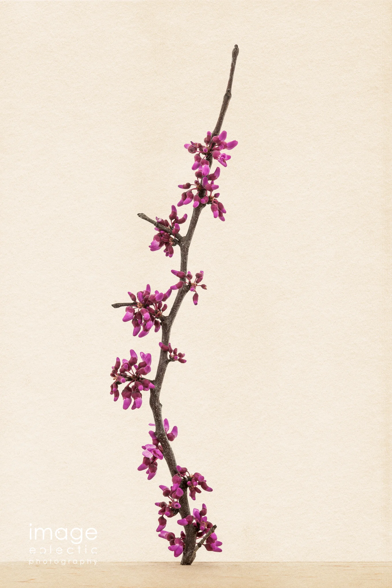 The Redbuds are Coming!