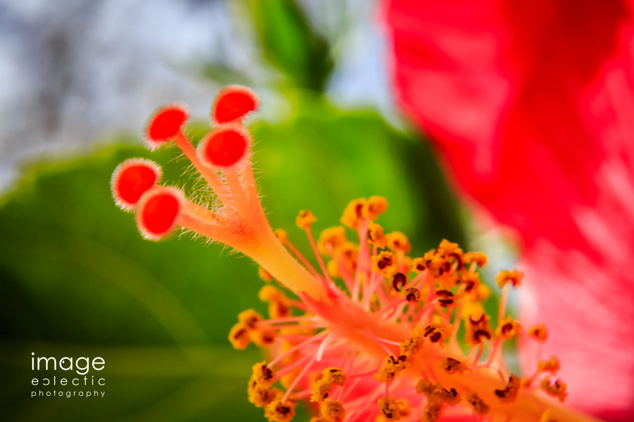 Garden Colors
