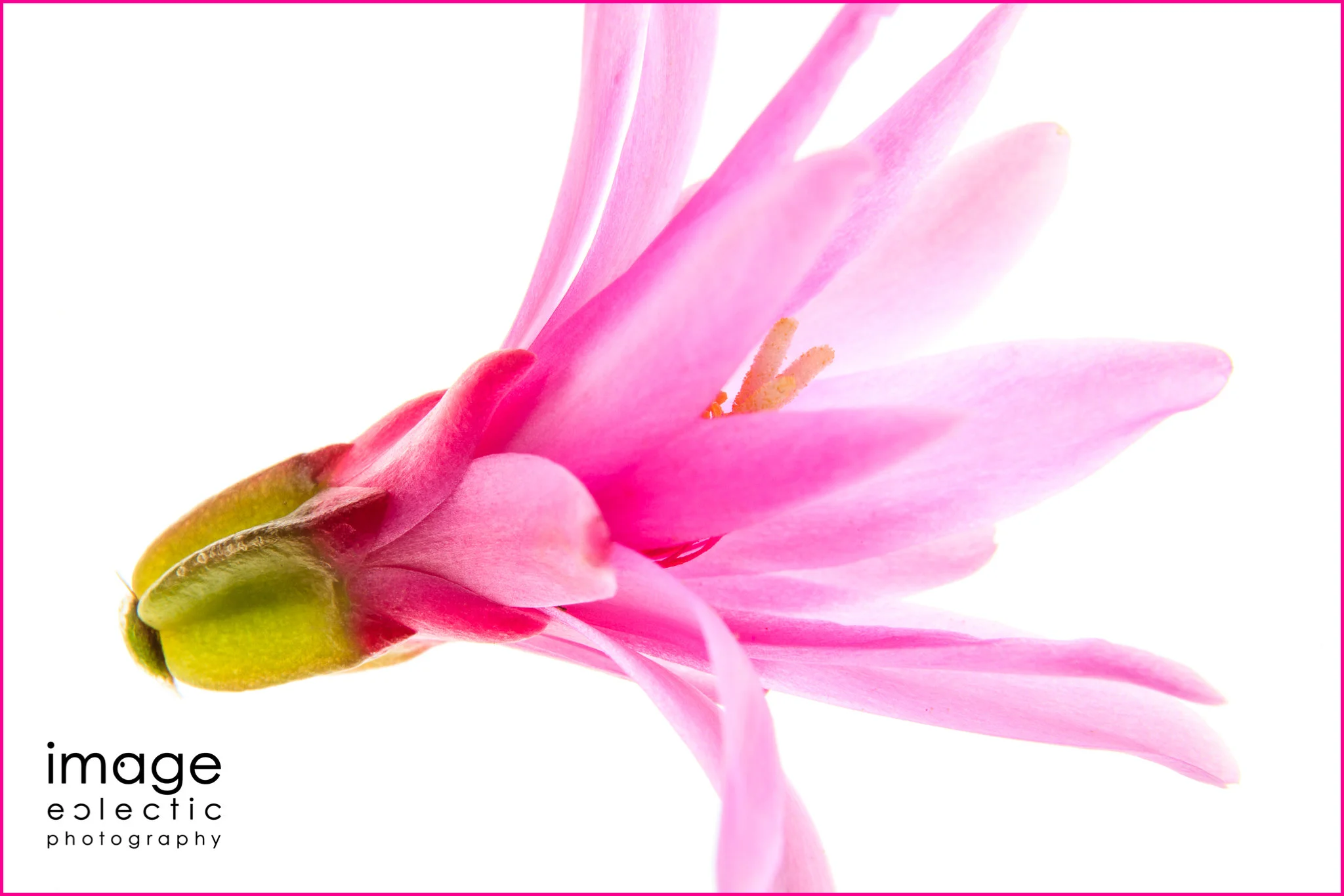 Blooming Pink