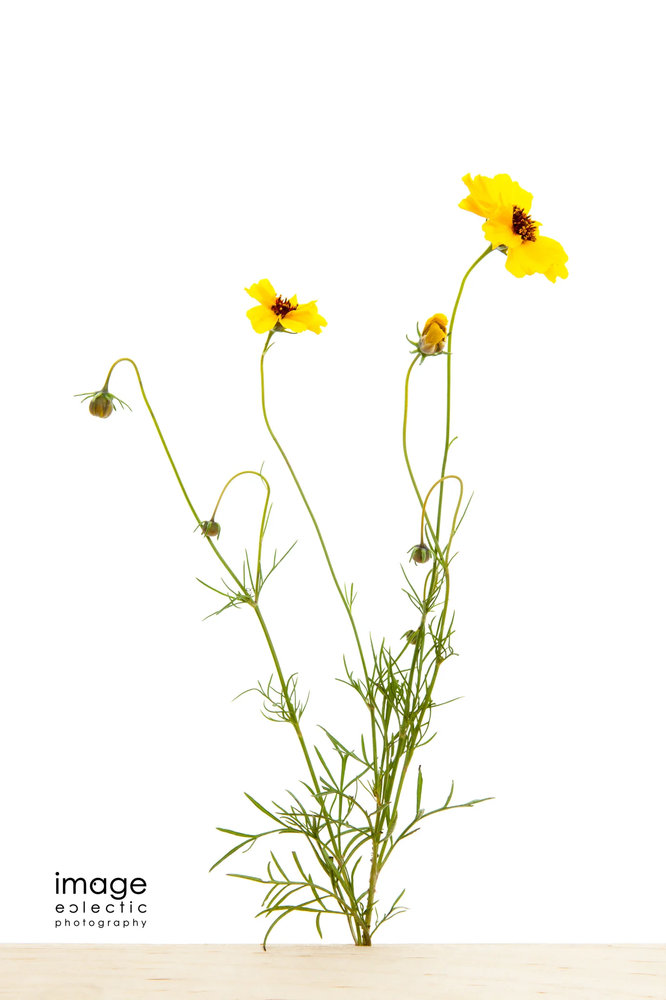 'nother Yellow