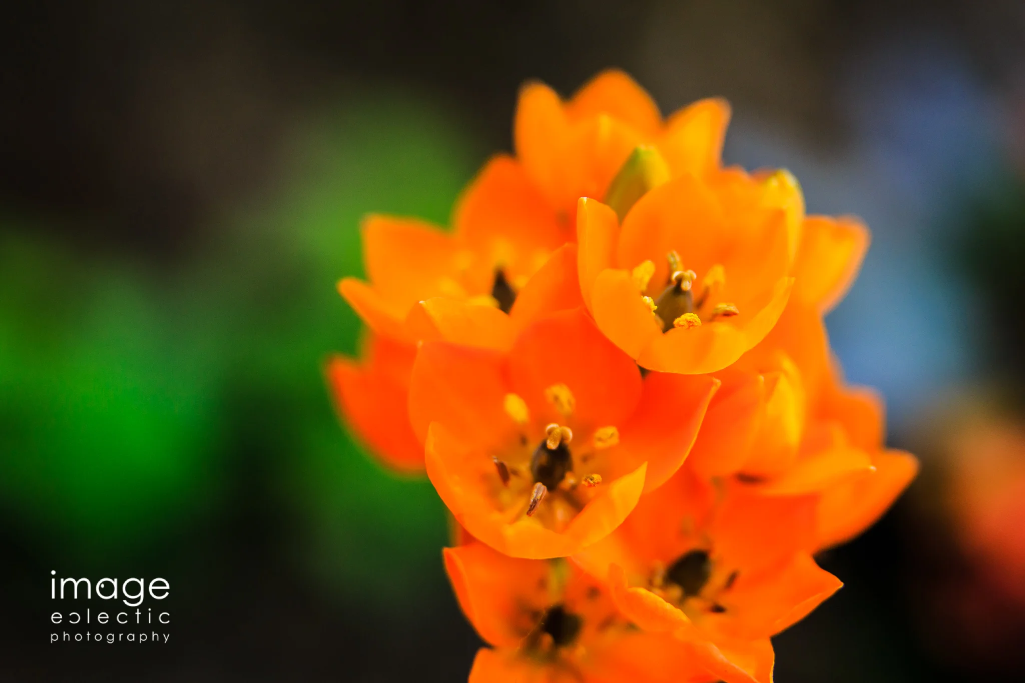 Orange Cups