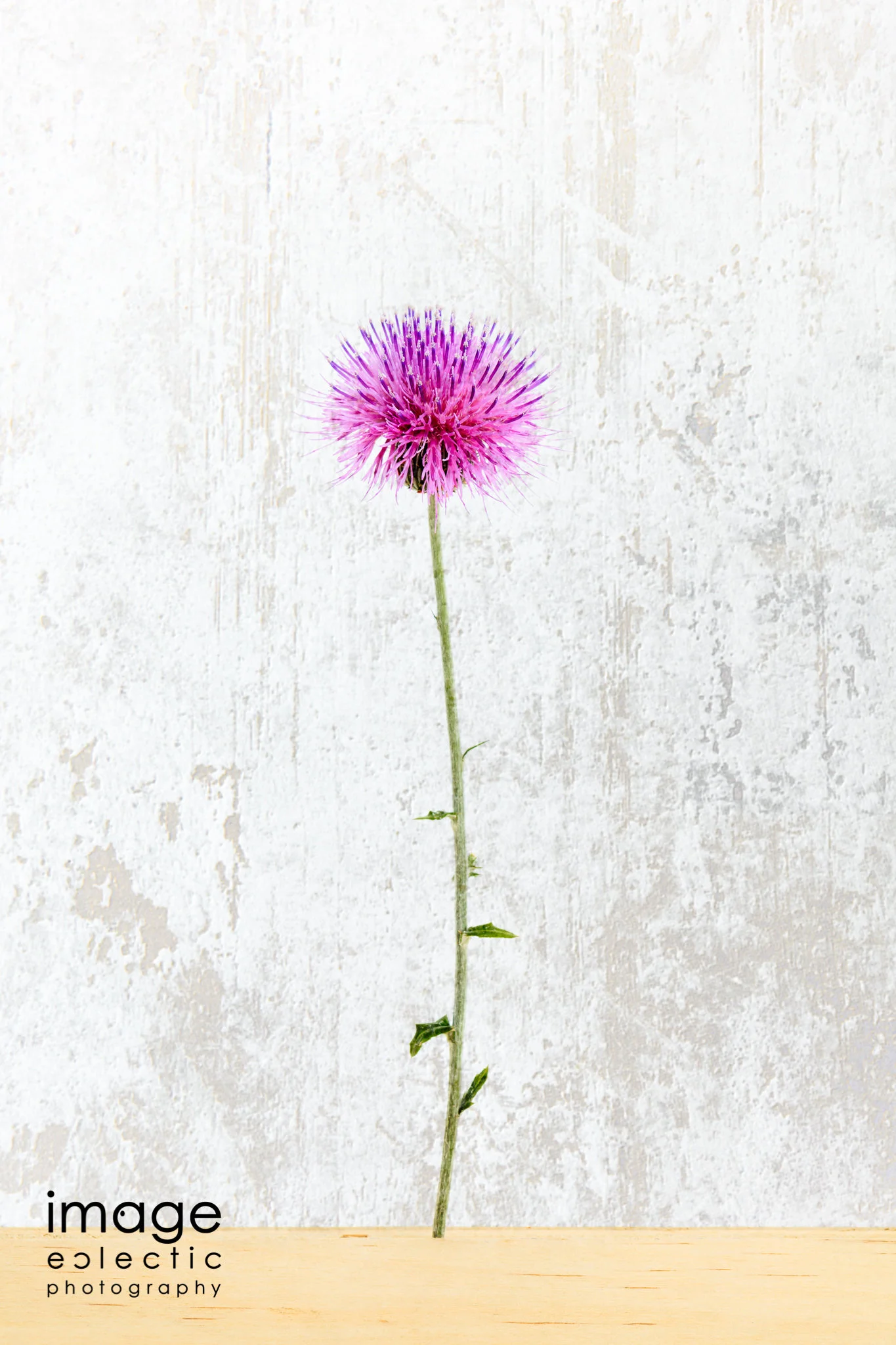 Lone Thistle