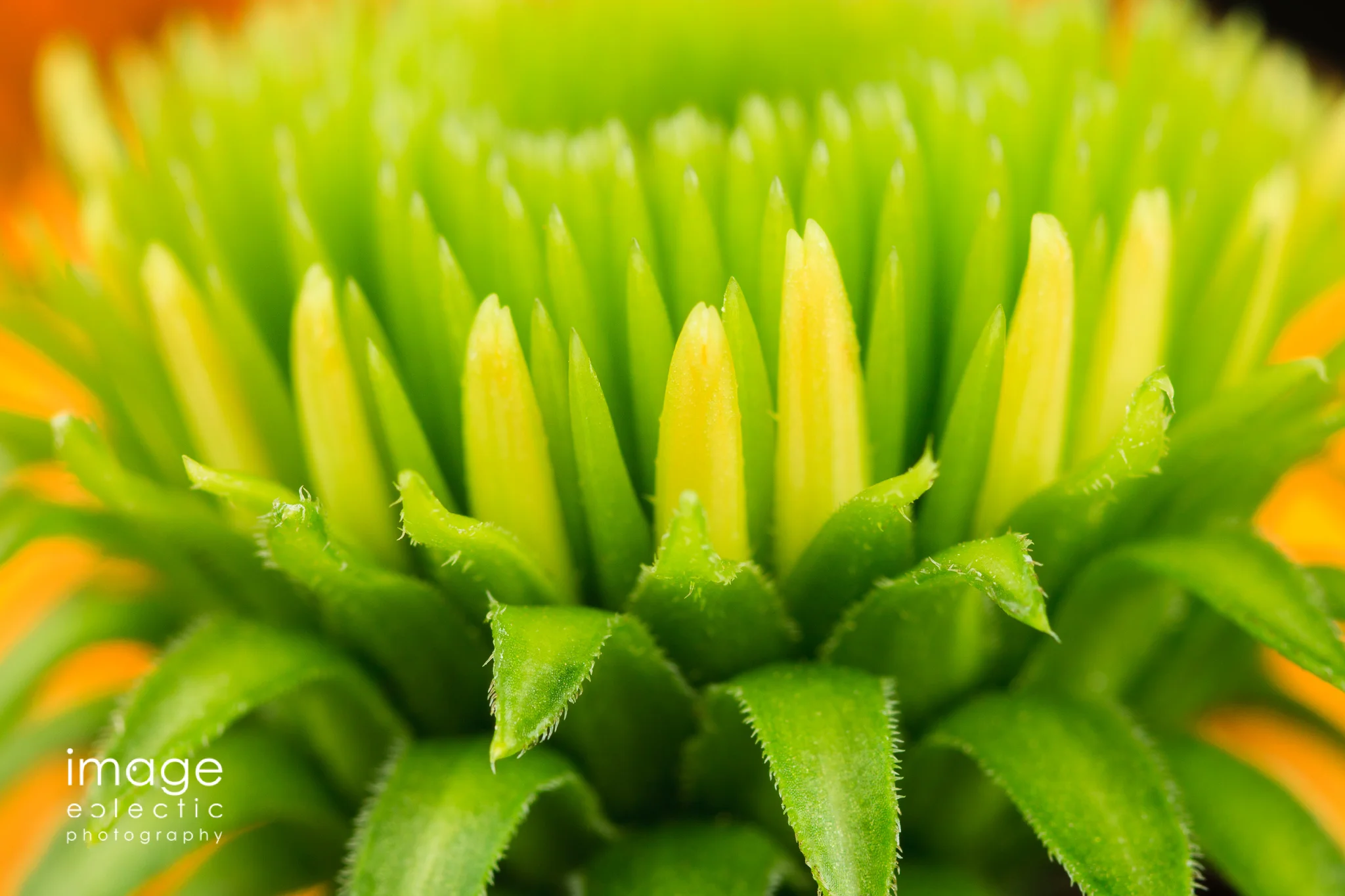 imageclectic-20180606-Coming Along Nicely.jpg