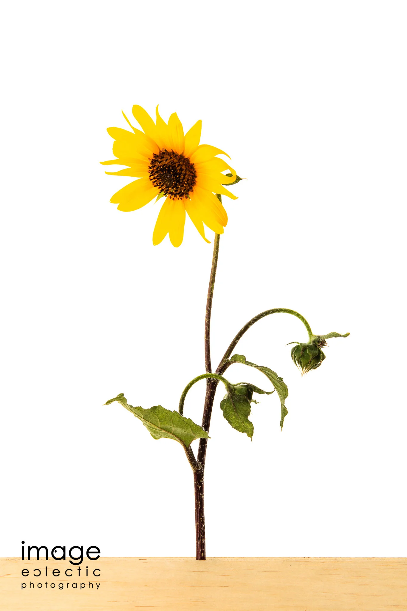 Roadside Sun-Gatherer