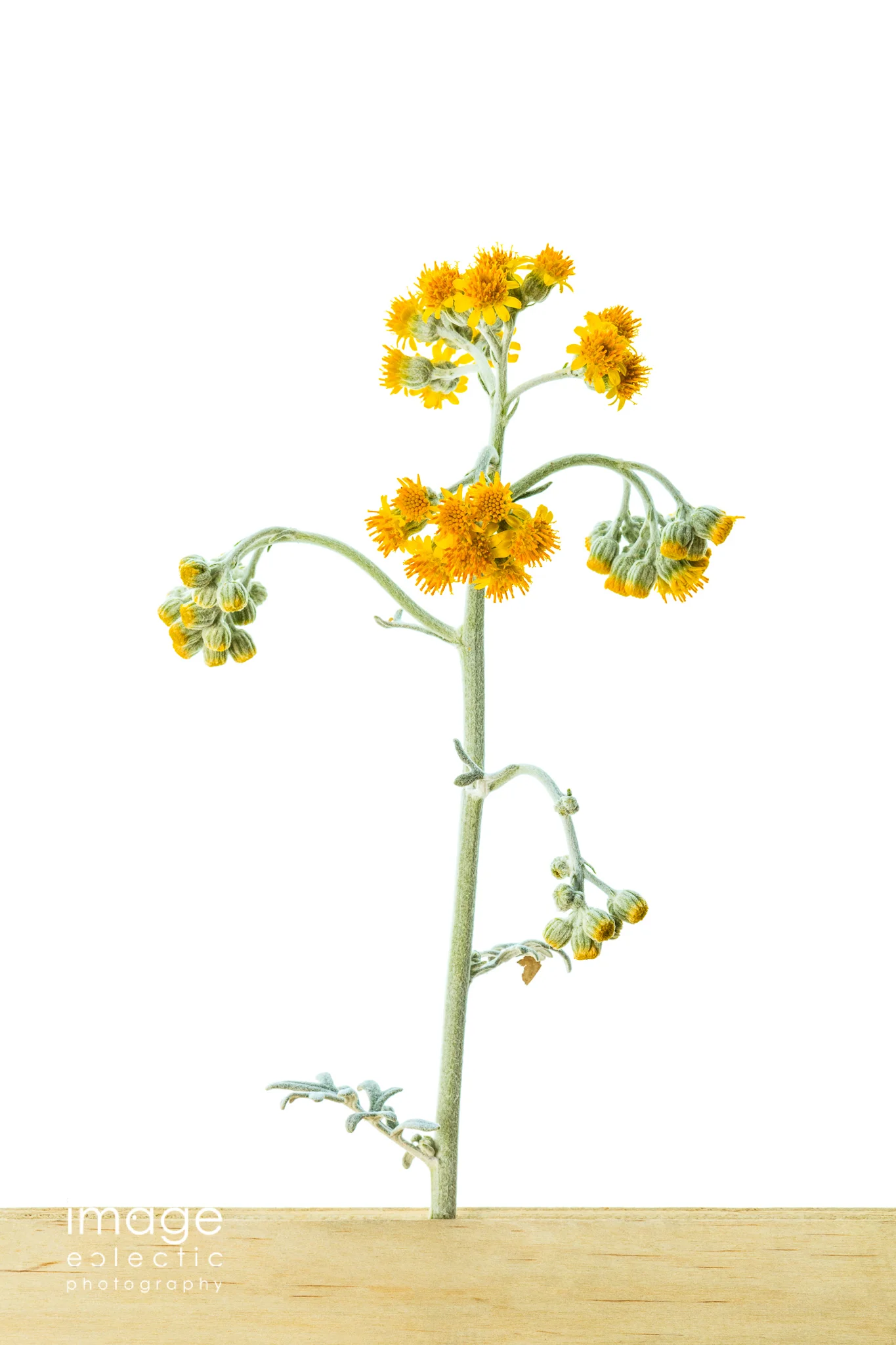 Dusty MIller