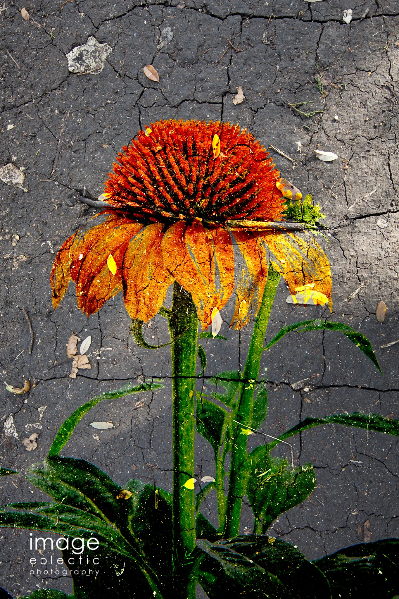Muddy Coneflower