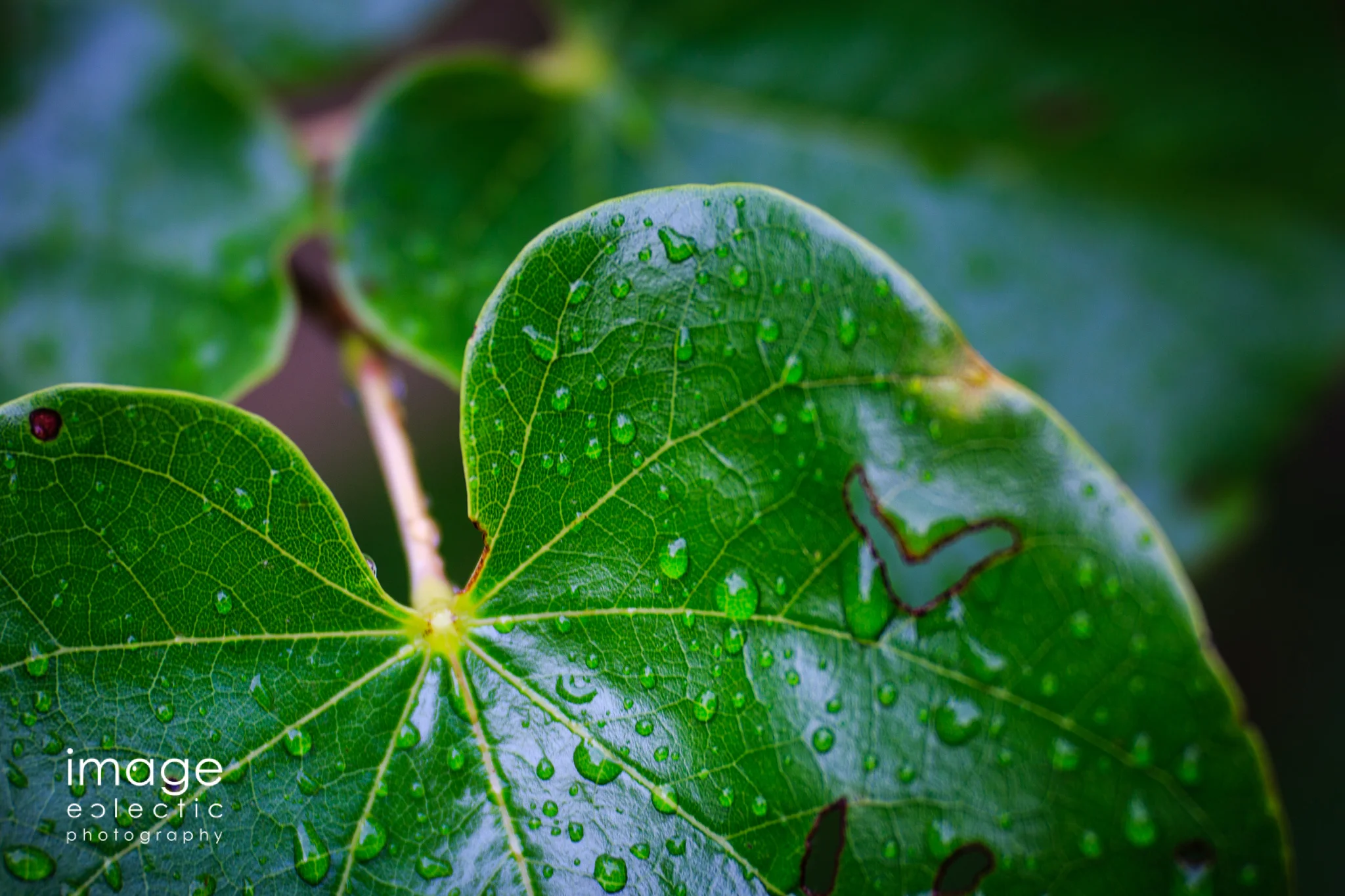 imageclectic-20180707-In the Rain.jpg