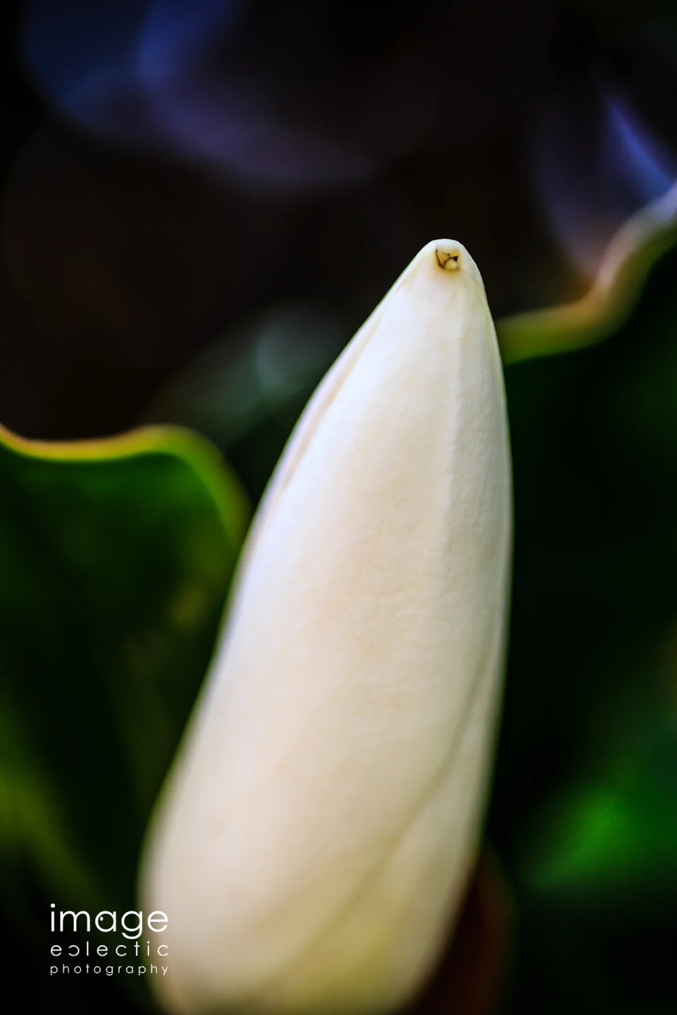 And a Flower Comes