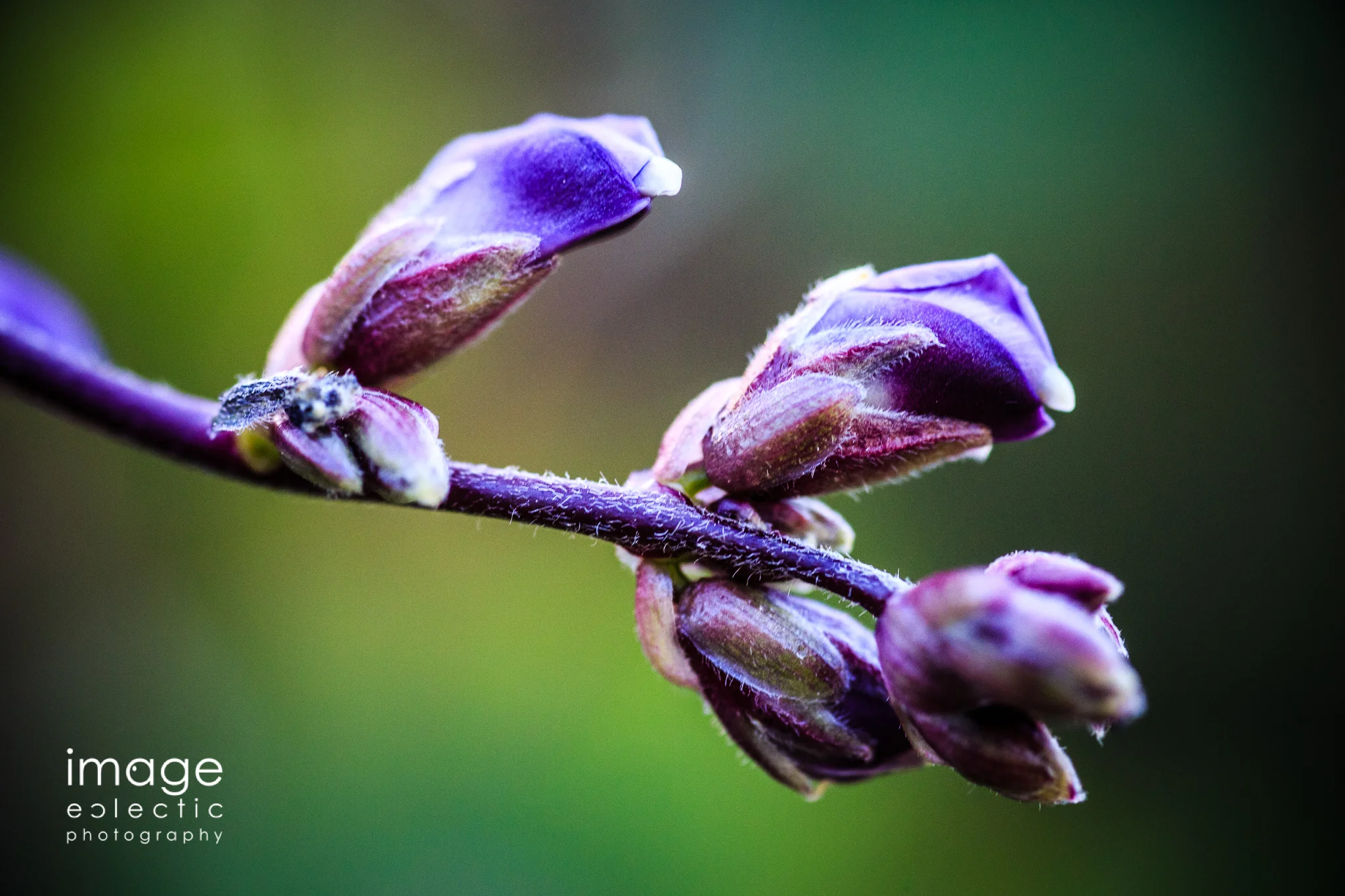 Purple Pods
