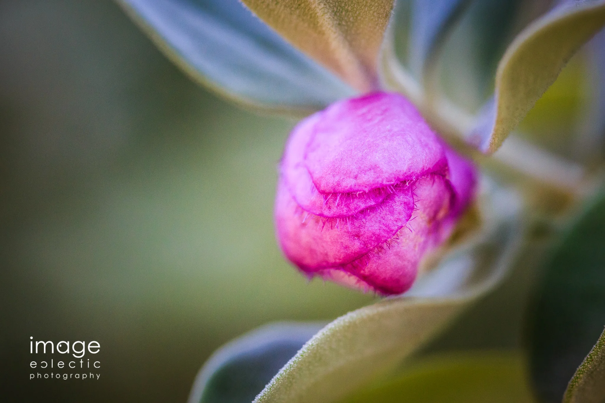 Furled Petals
