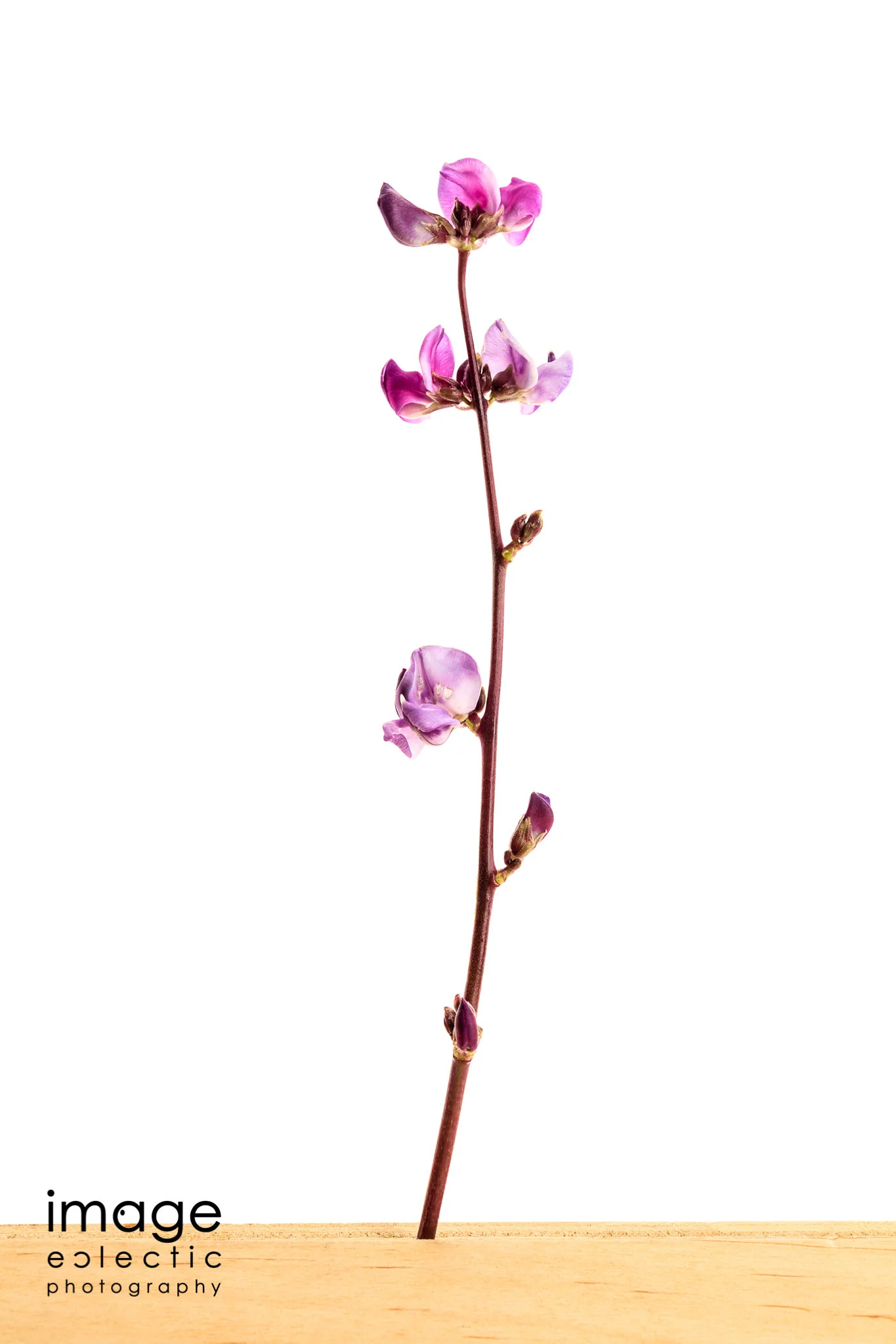 Hyacinth