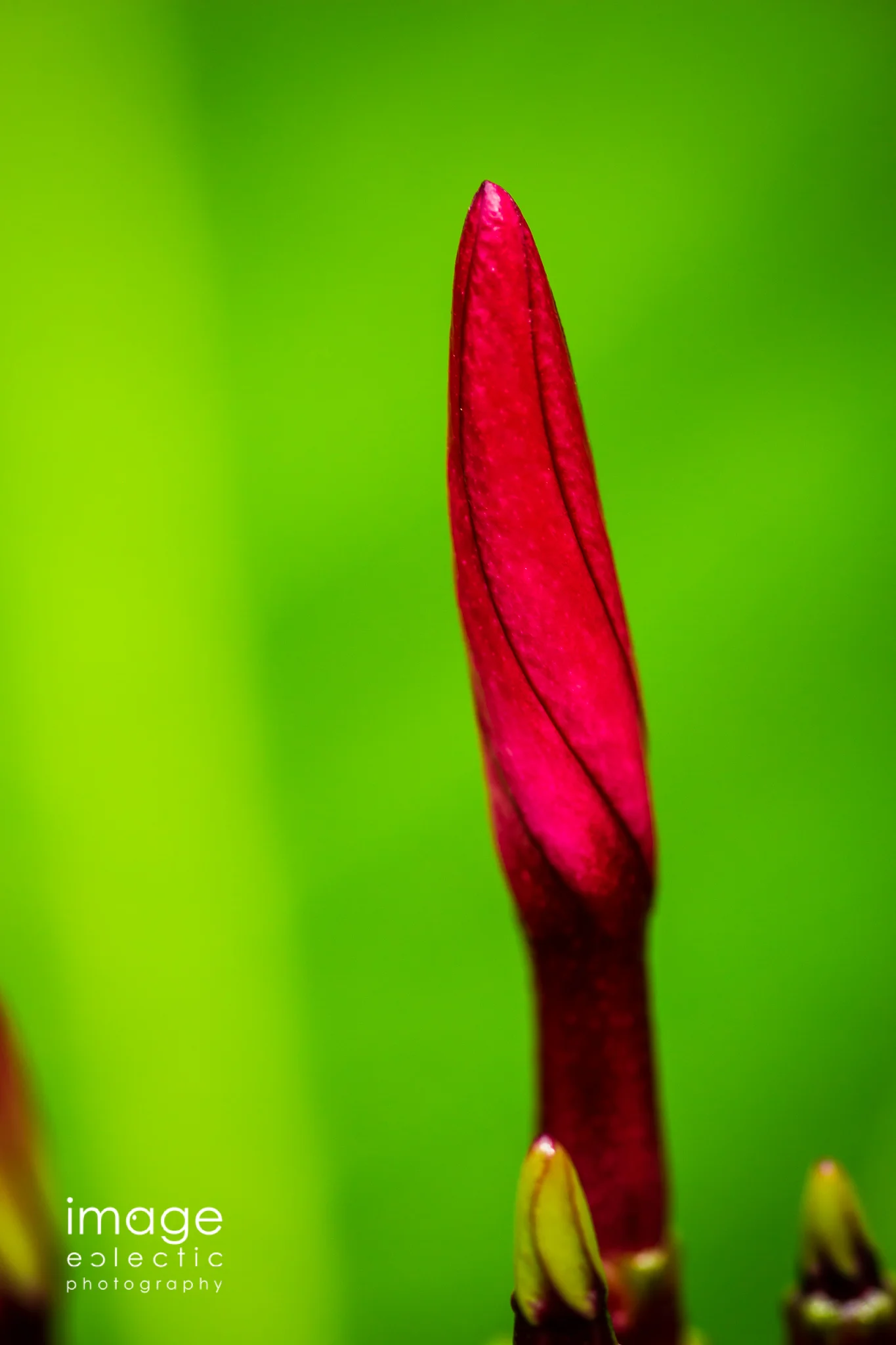 Plumeria Red
