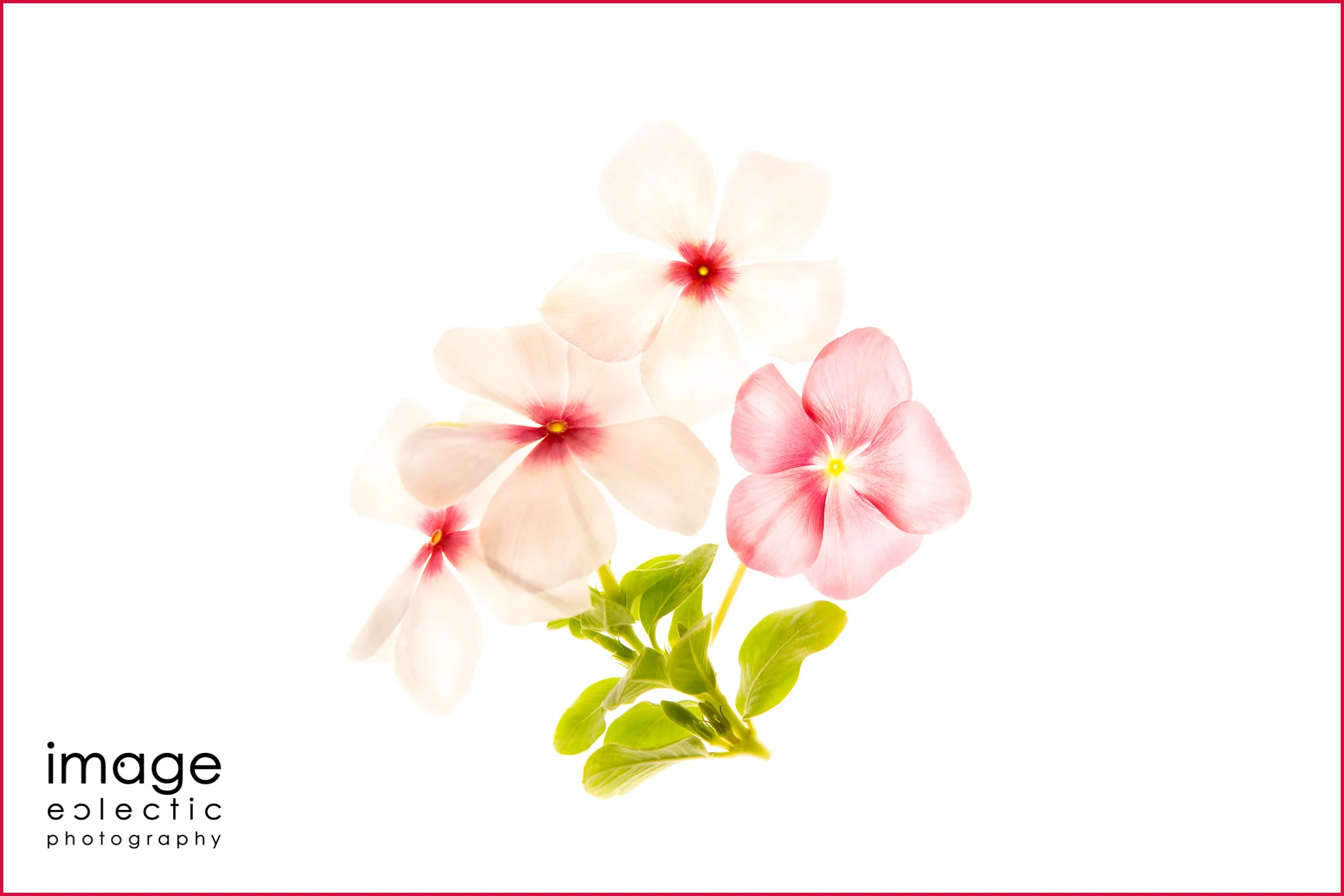Vinca Blossoms