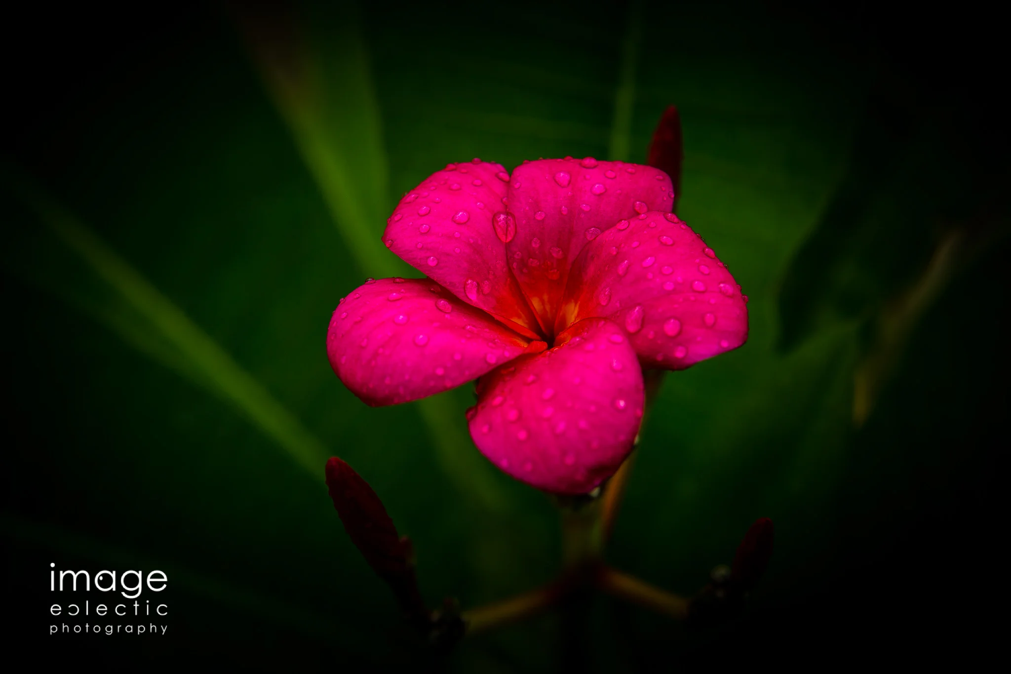 imageclectic-20180909-Full Open.jpg