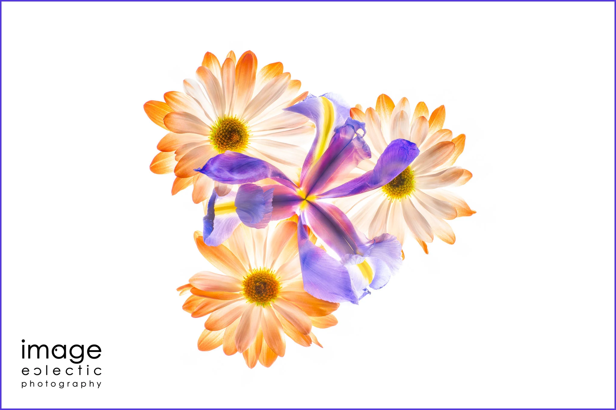Iris & Daisies
