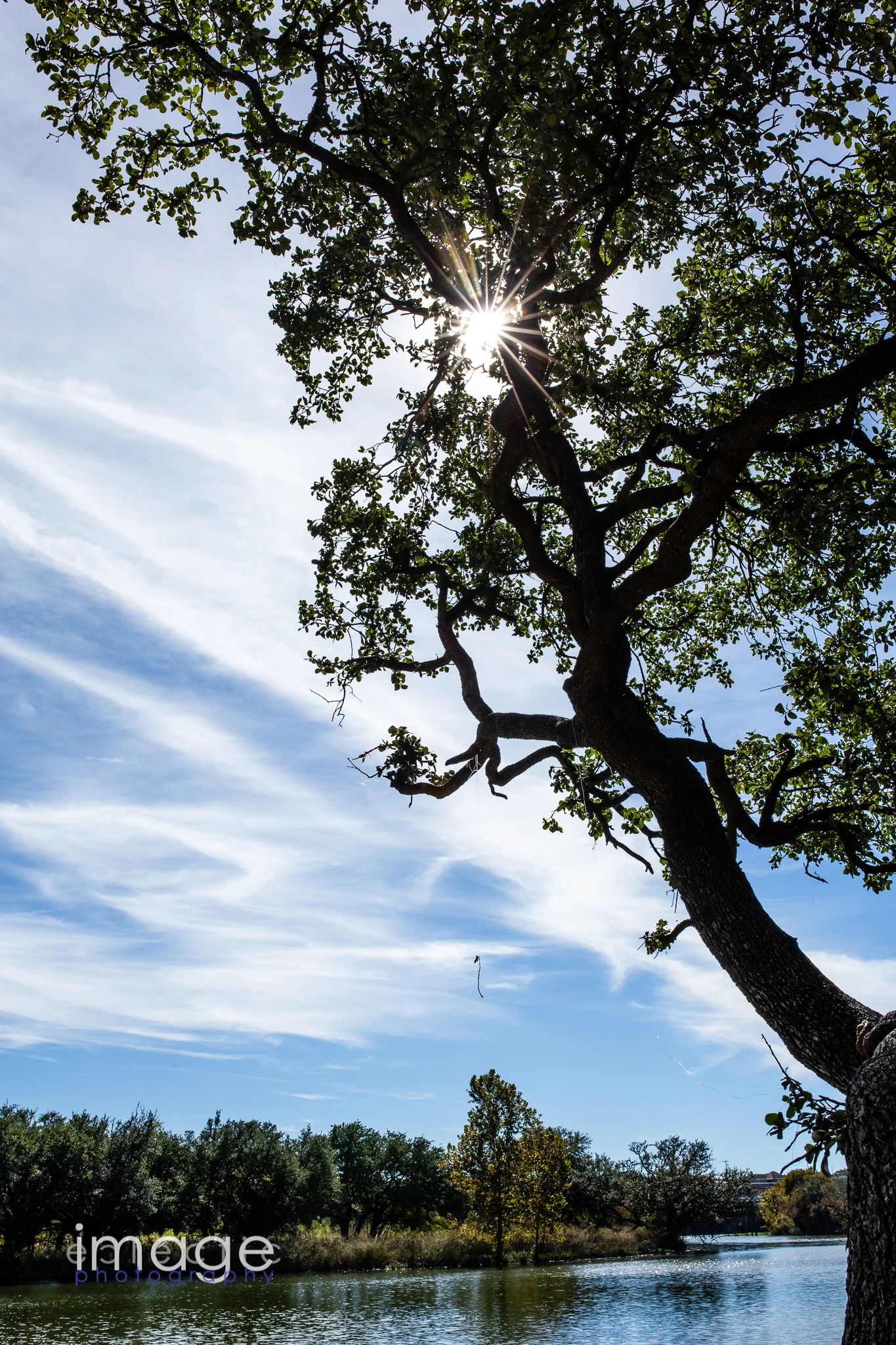 Fishing Tree