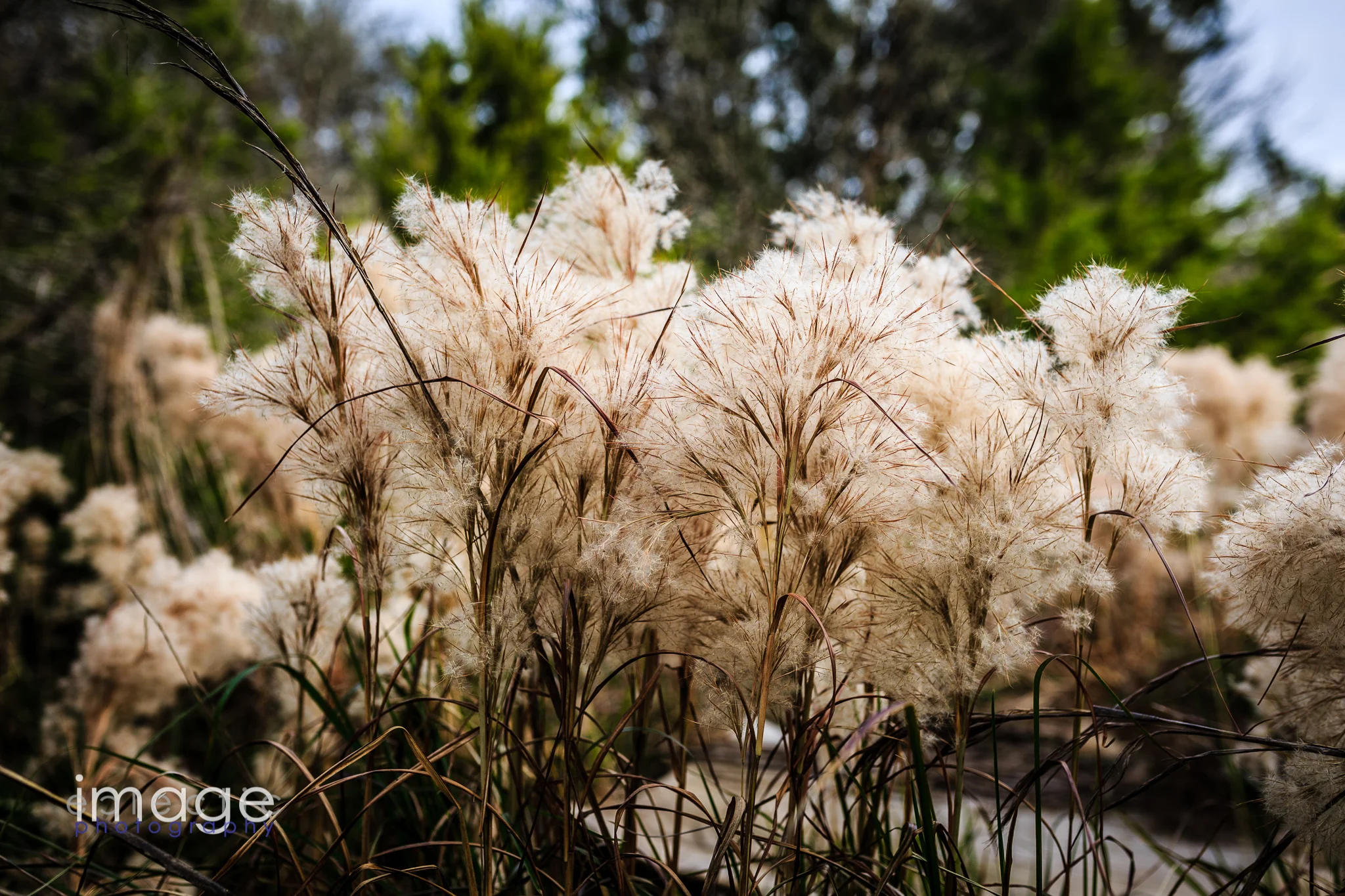 Puffy White Grass