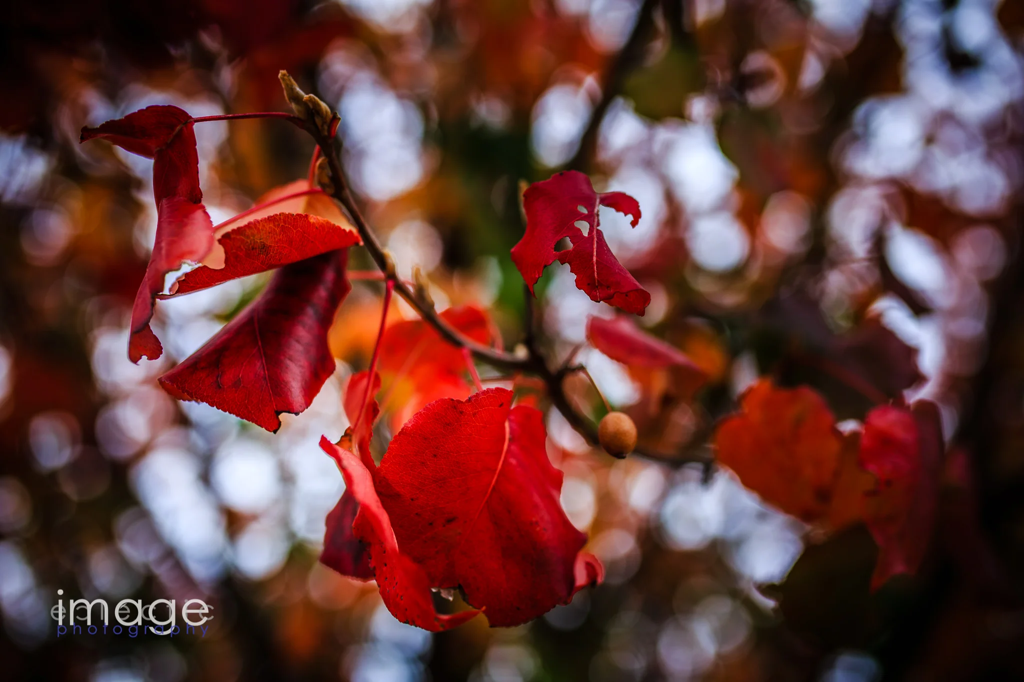 Red on a Dreary Morning
