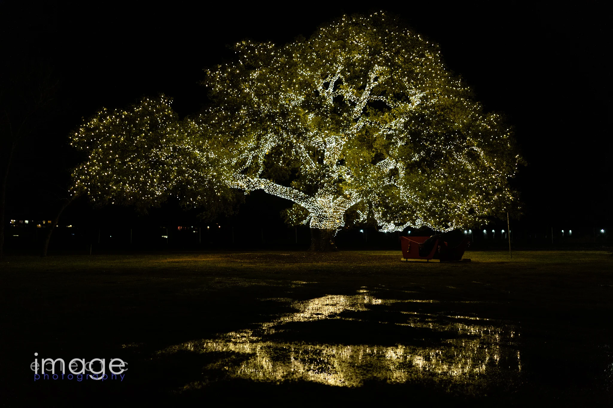 The Cedar Park Tree