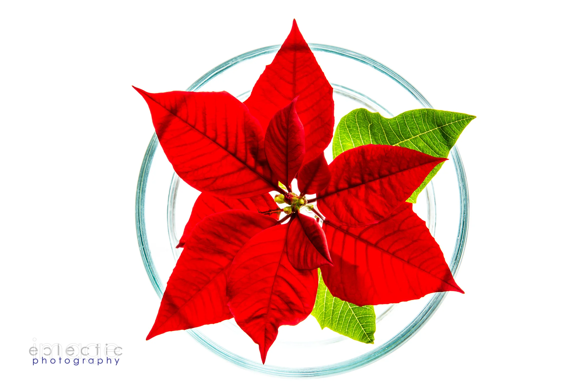 imageclectic-20190101-Starting on Red.jpg