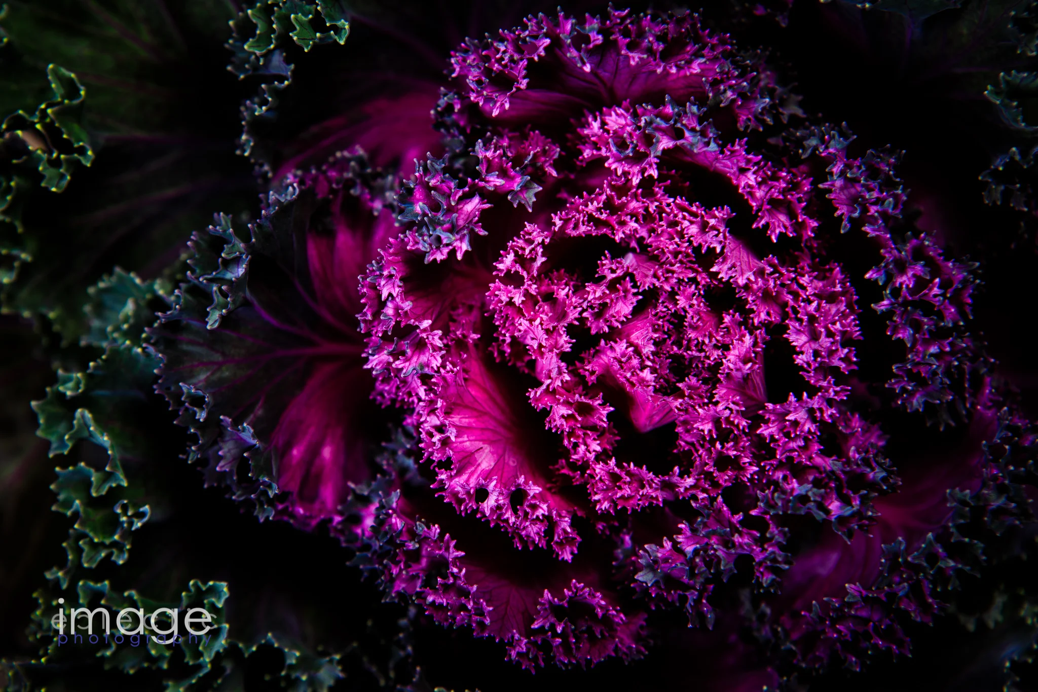 Heart of Purple