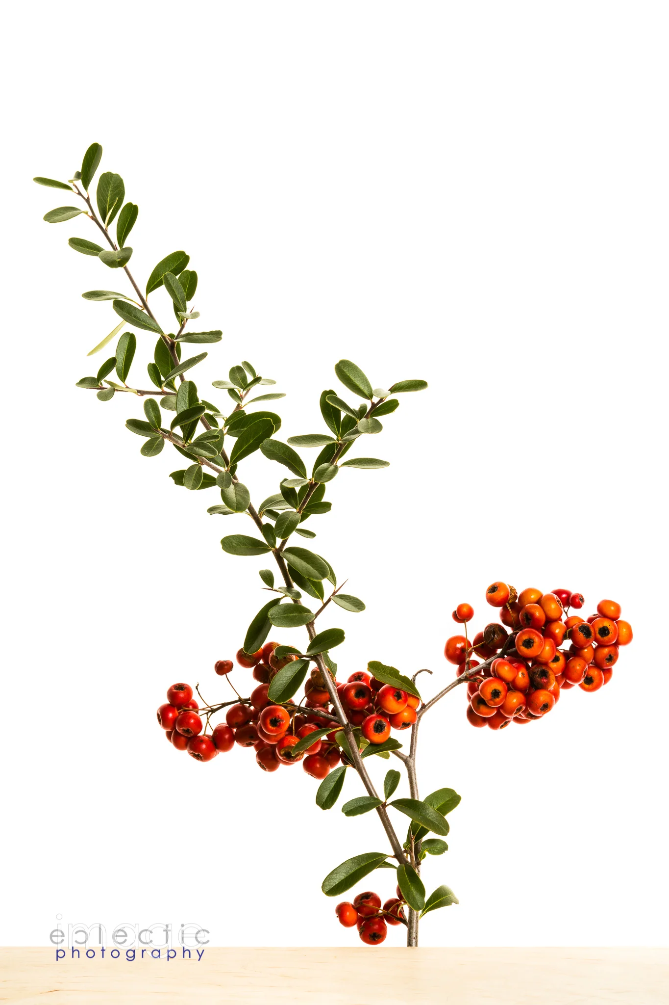 Fire Thorns