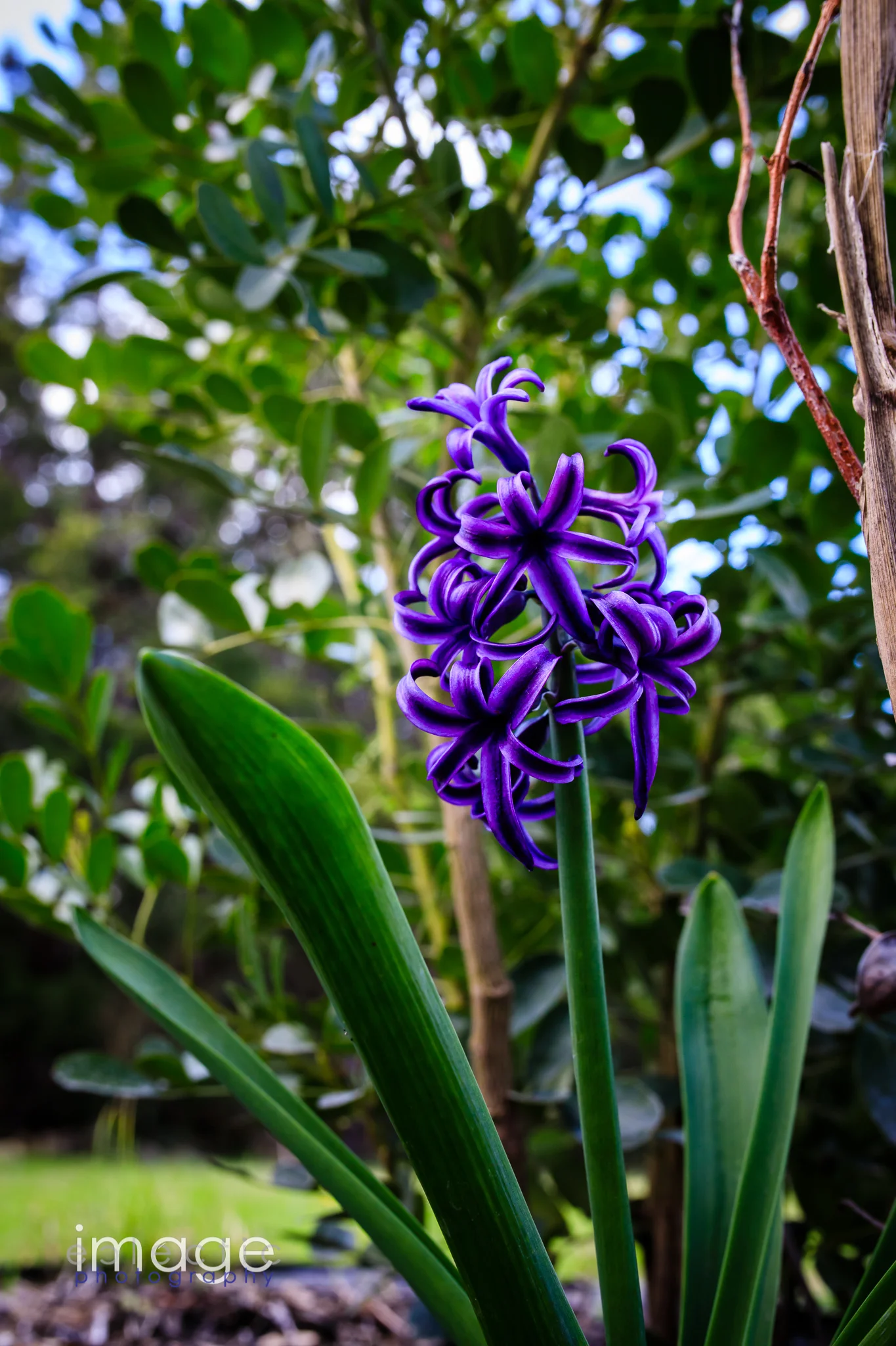 Garden Purple