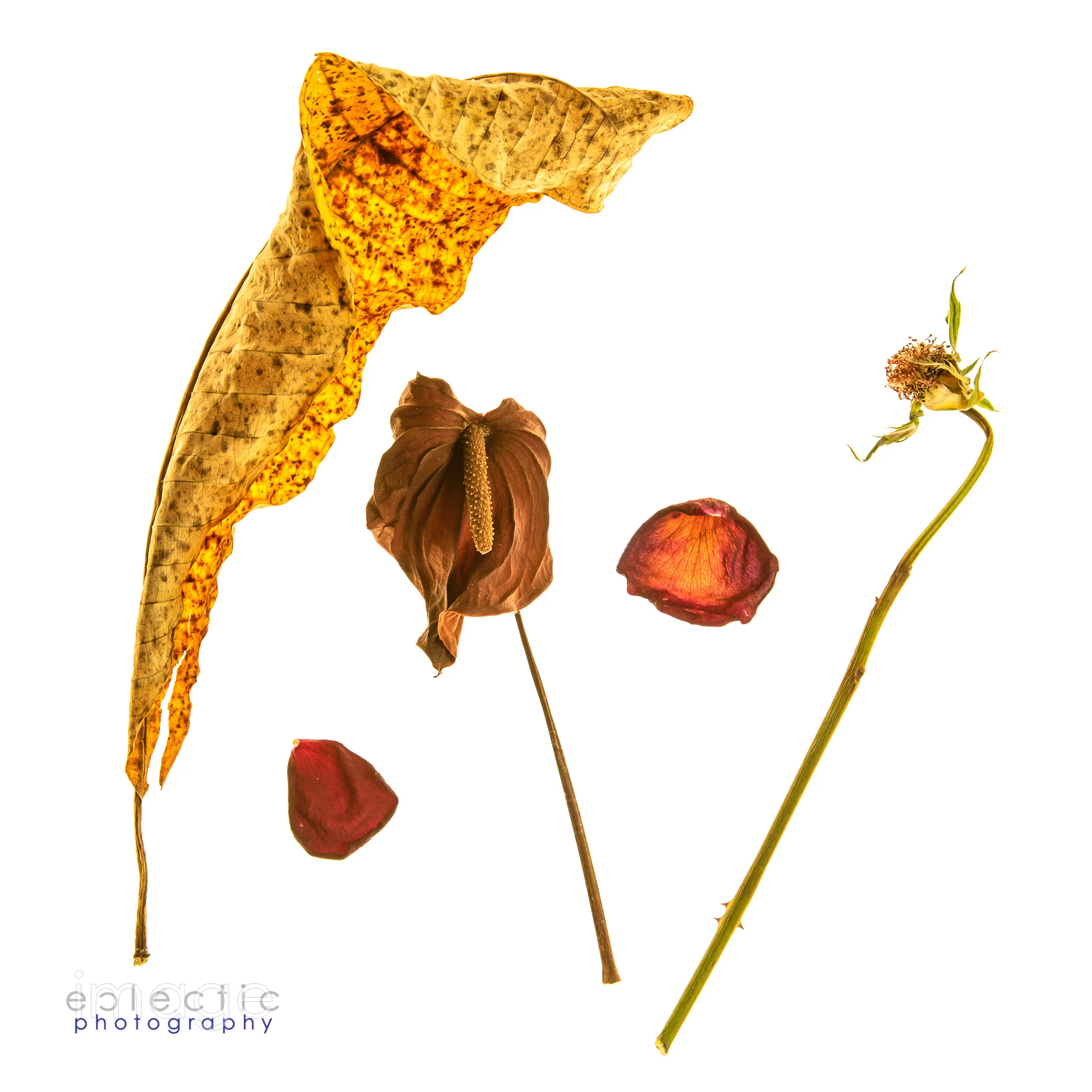 imageclectic-20190303-Old Friends.jpg