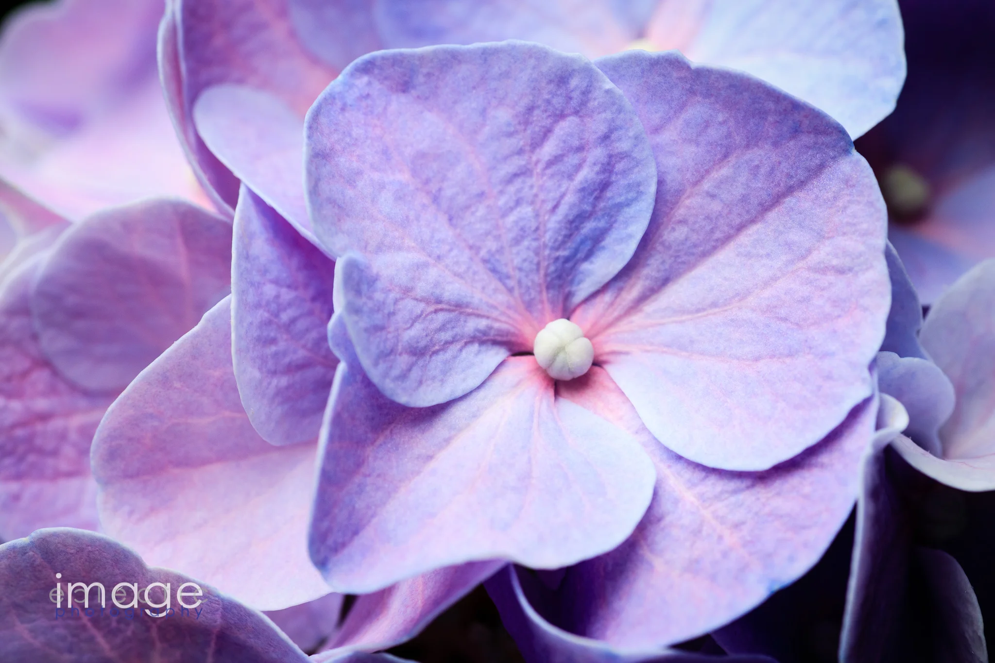 Ornamental Beauty