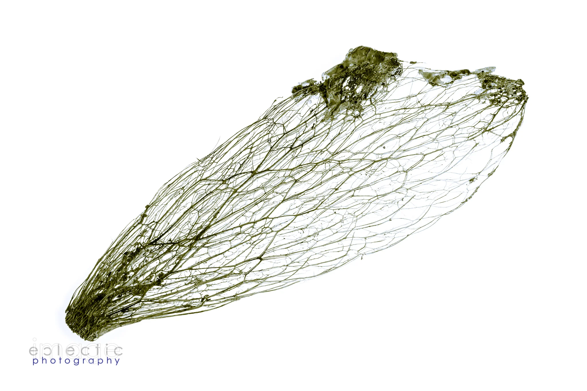 Skeleton