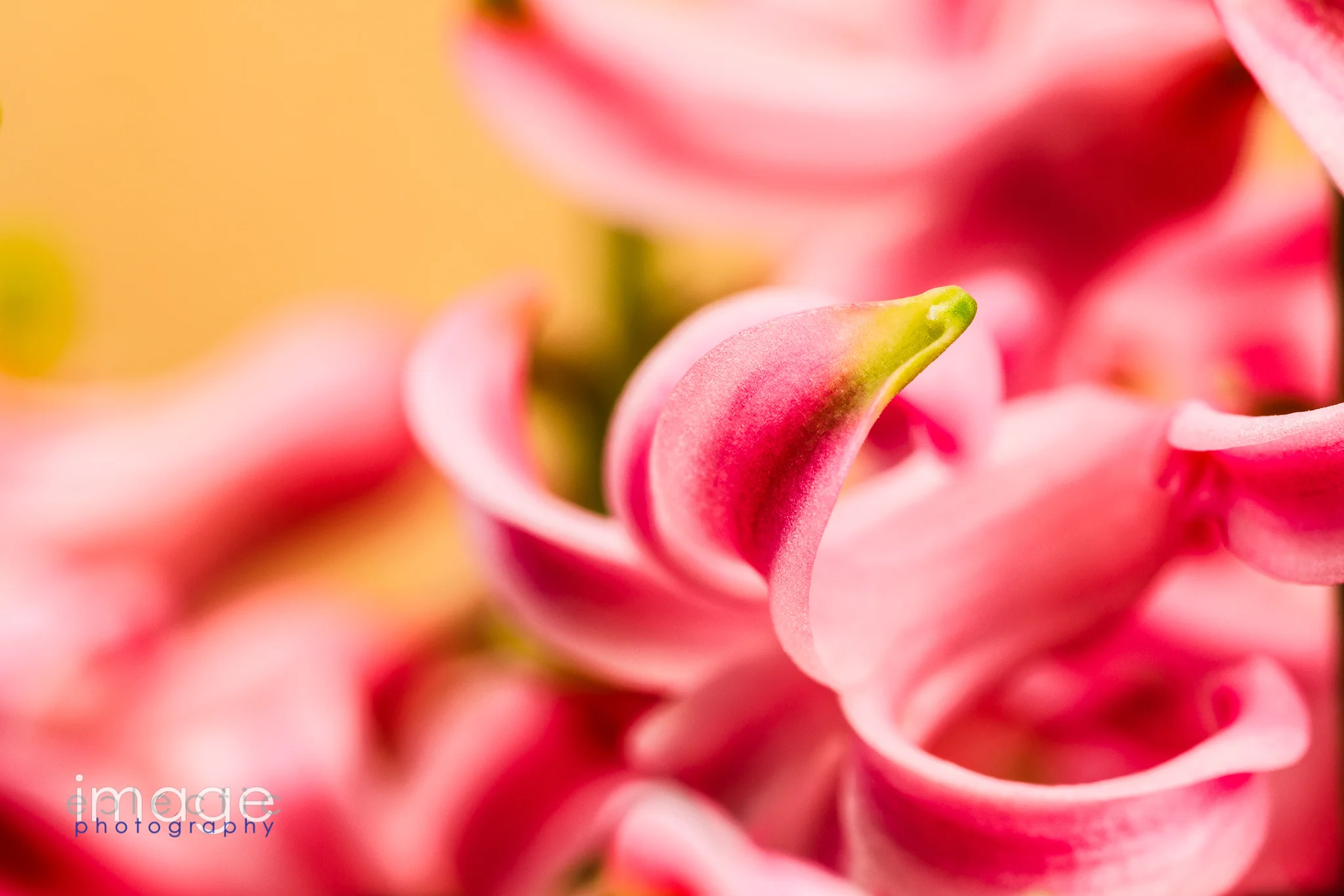 Pink Curl