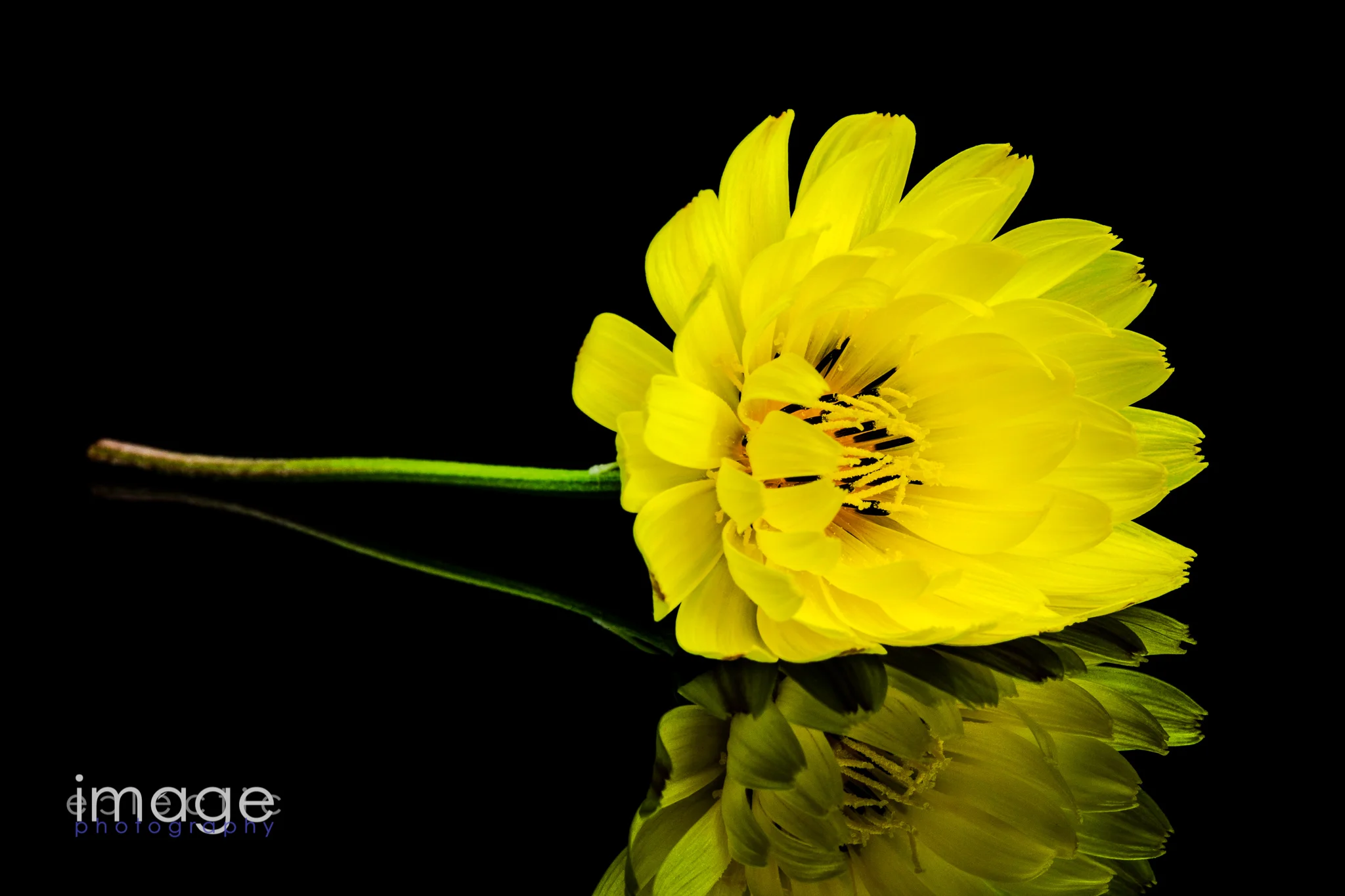 Yellow Dany