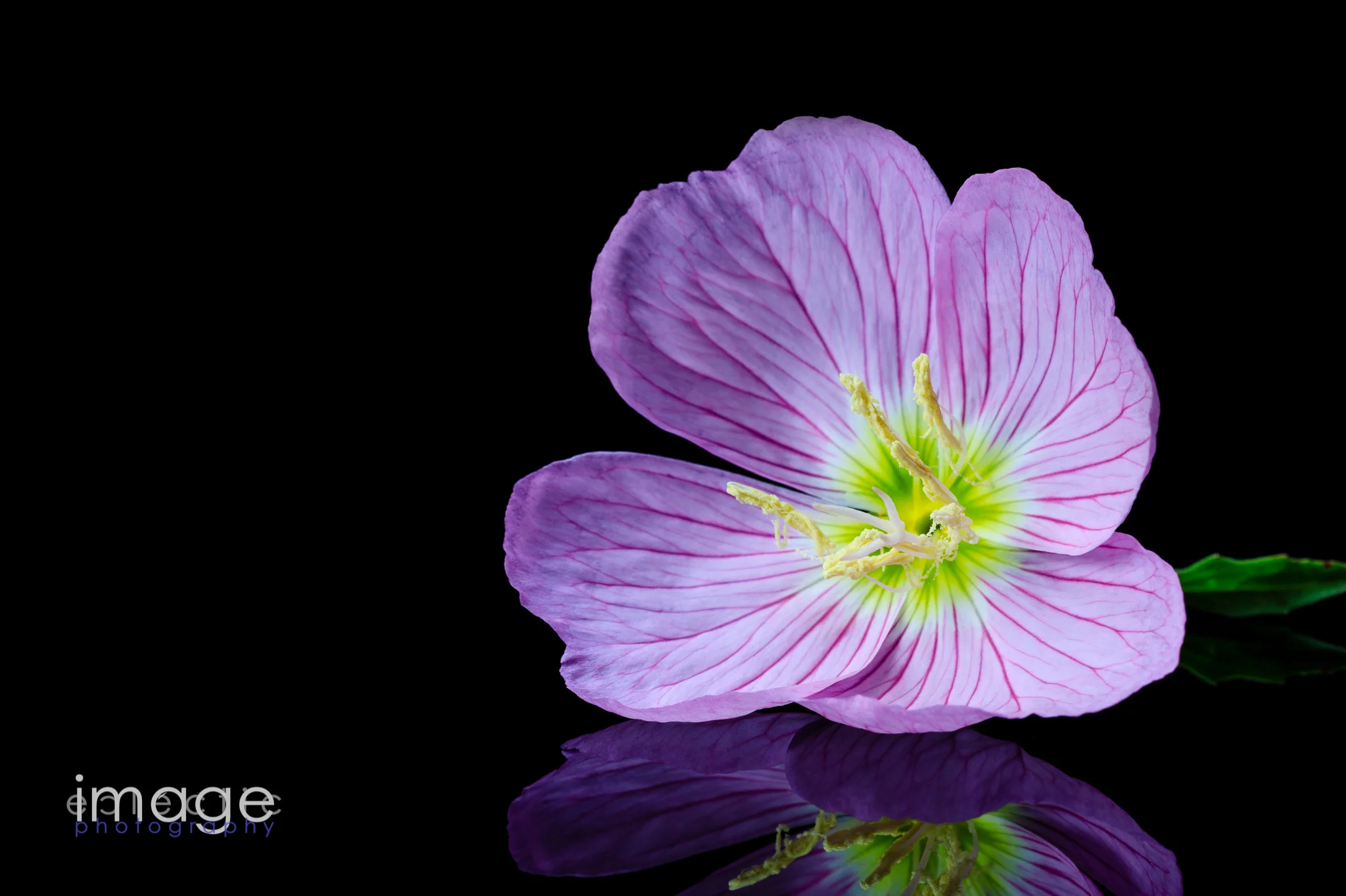 Pretty in Purple