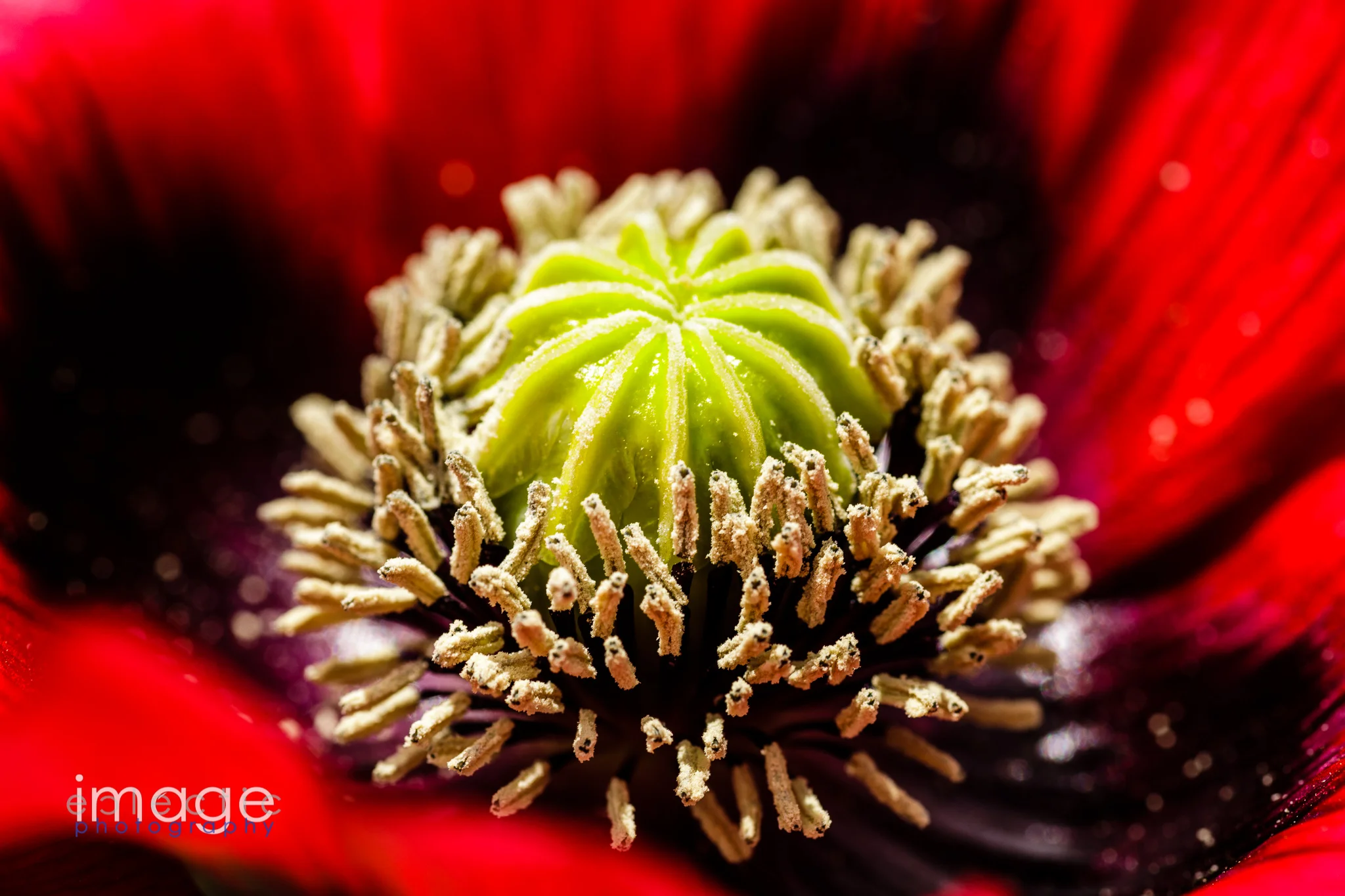 imageclectic-Hairy Center.jpg