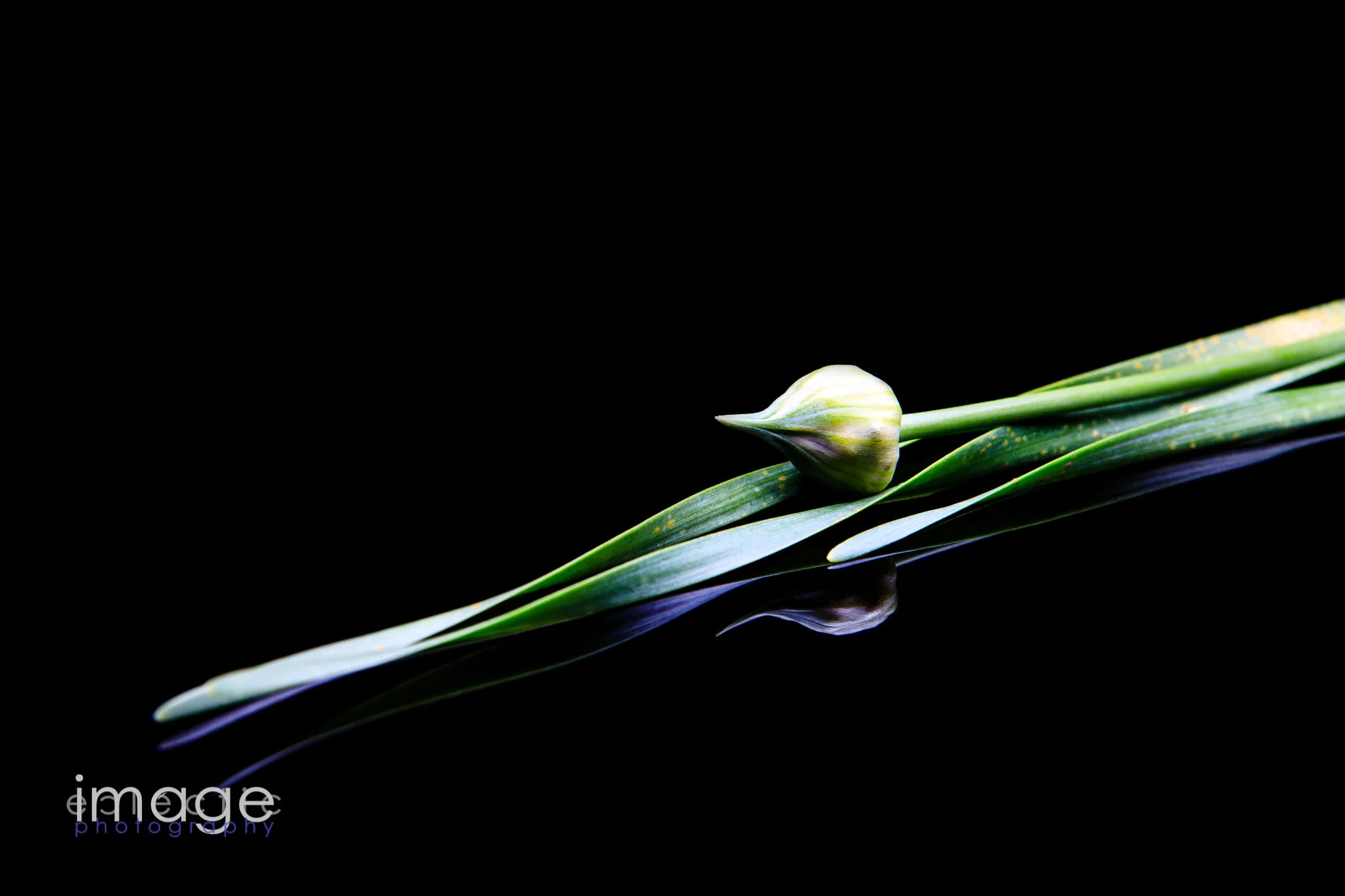 Narcissus