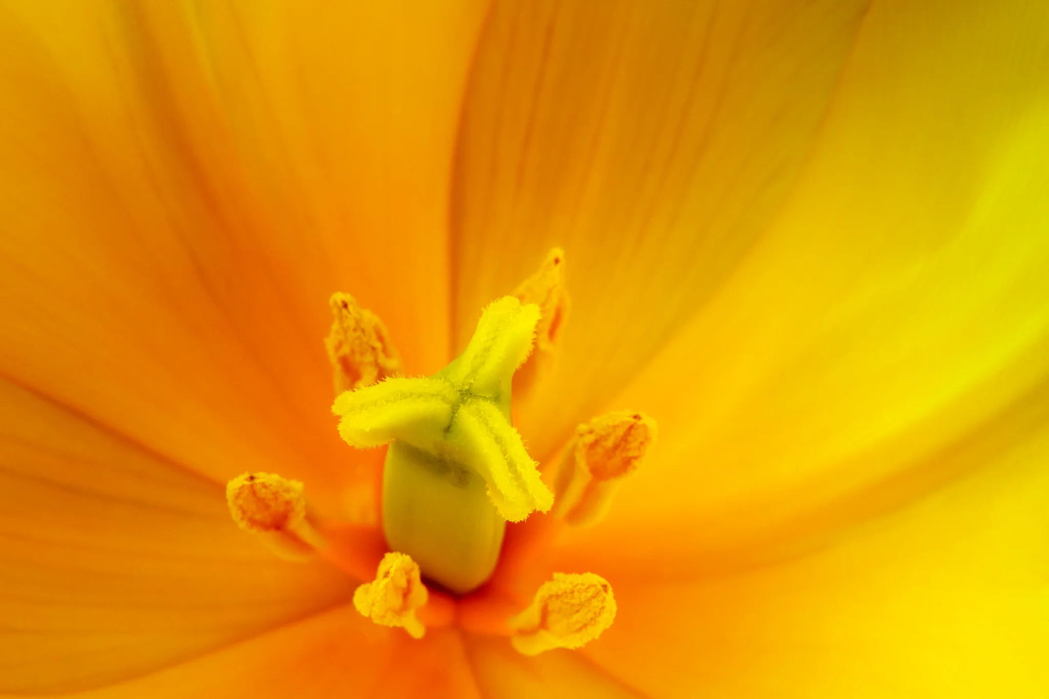 Radial Orange