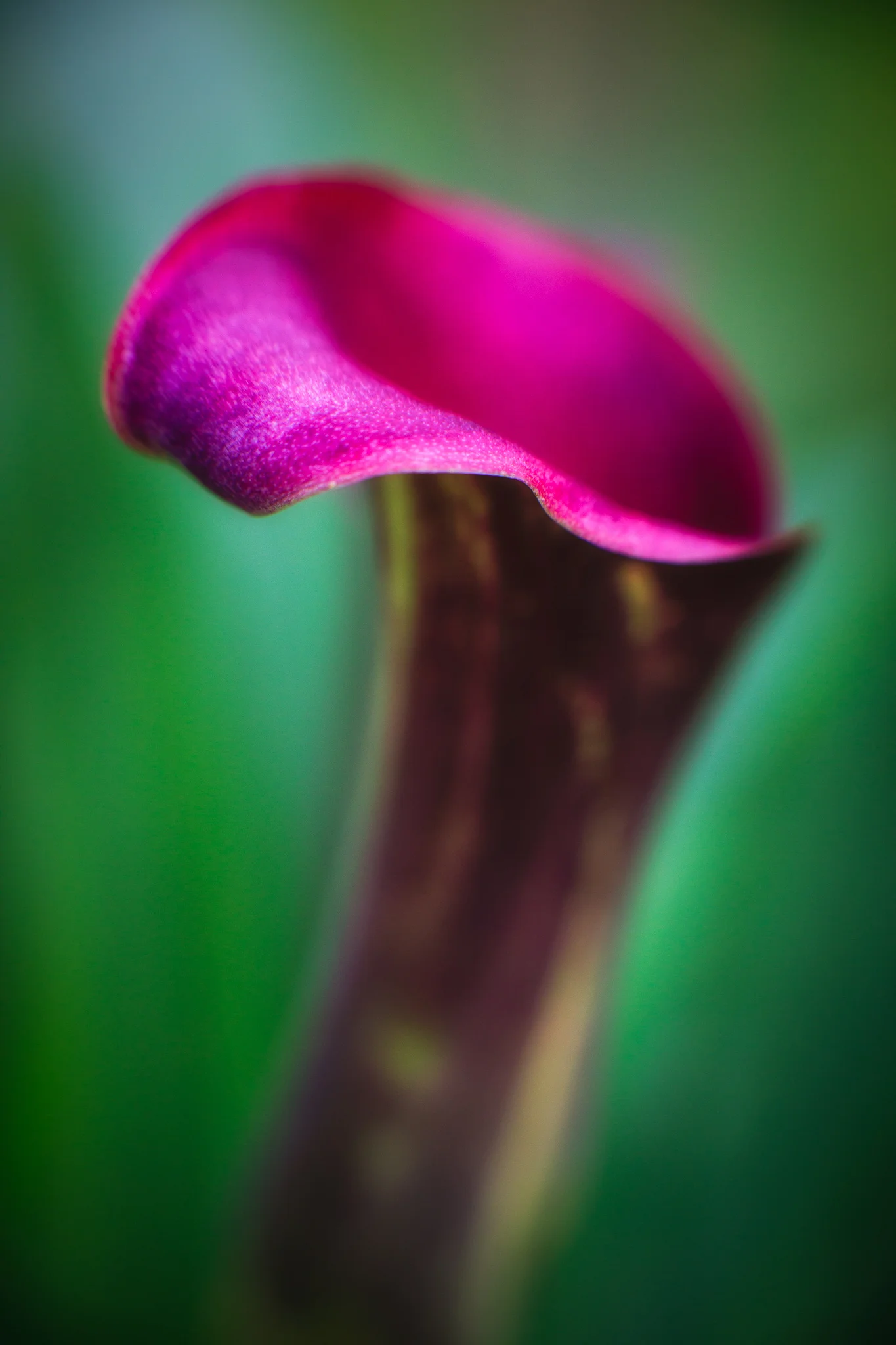 Rainy Day Calla